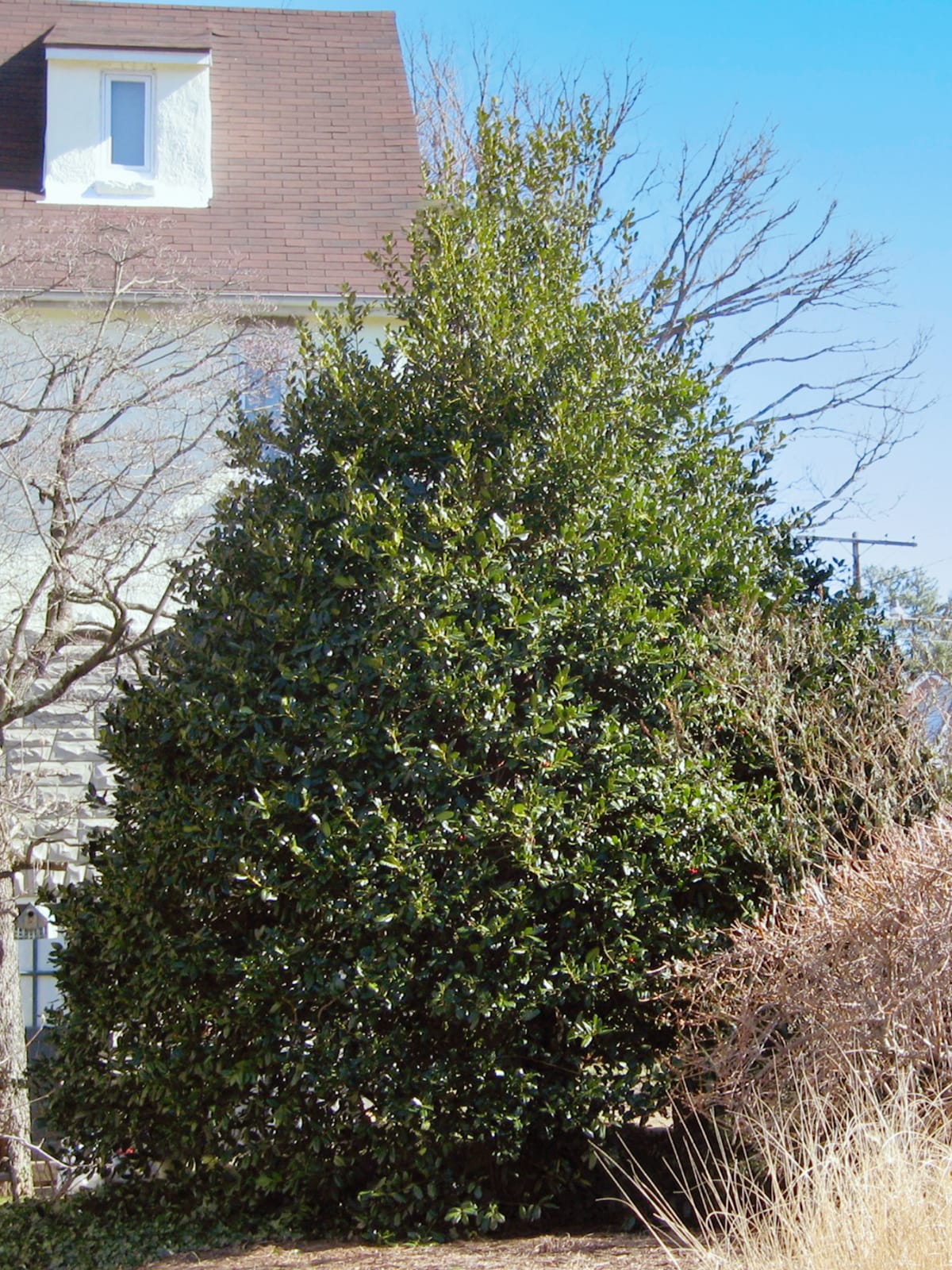 Southern Planters HOLBUR03GD trees - View #3