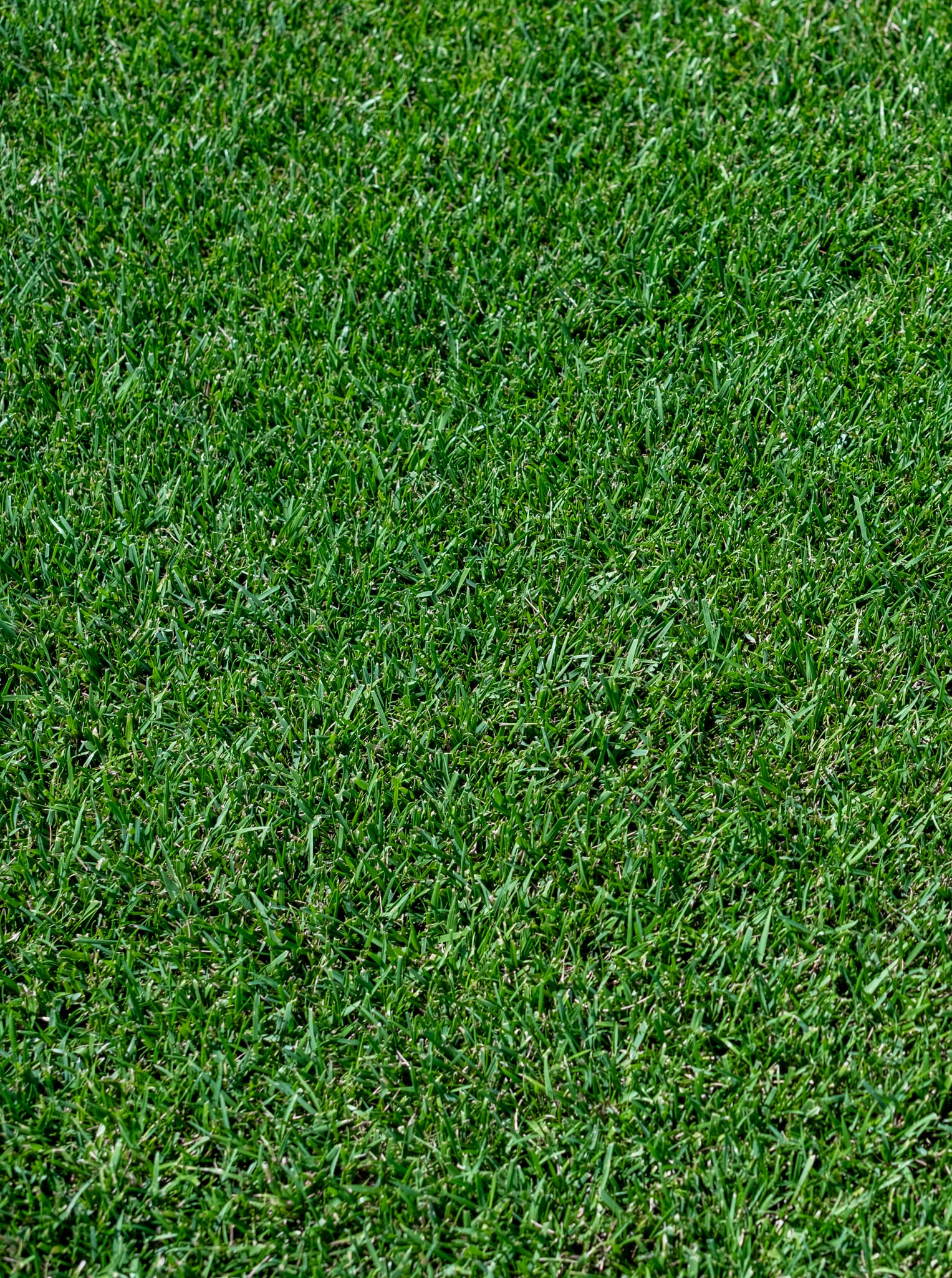 JB Instant Lawn DENSE3 Grass-Seed - View #13