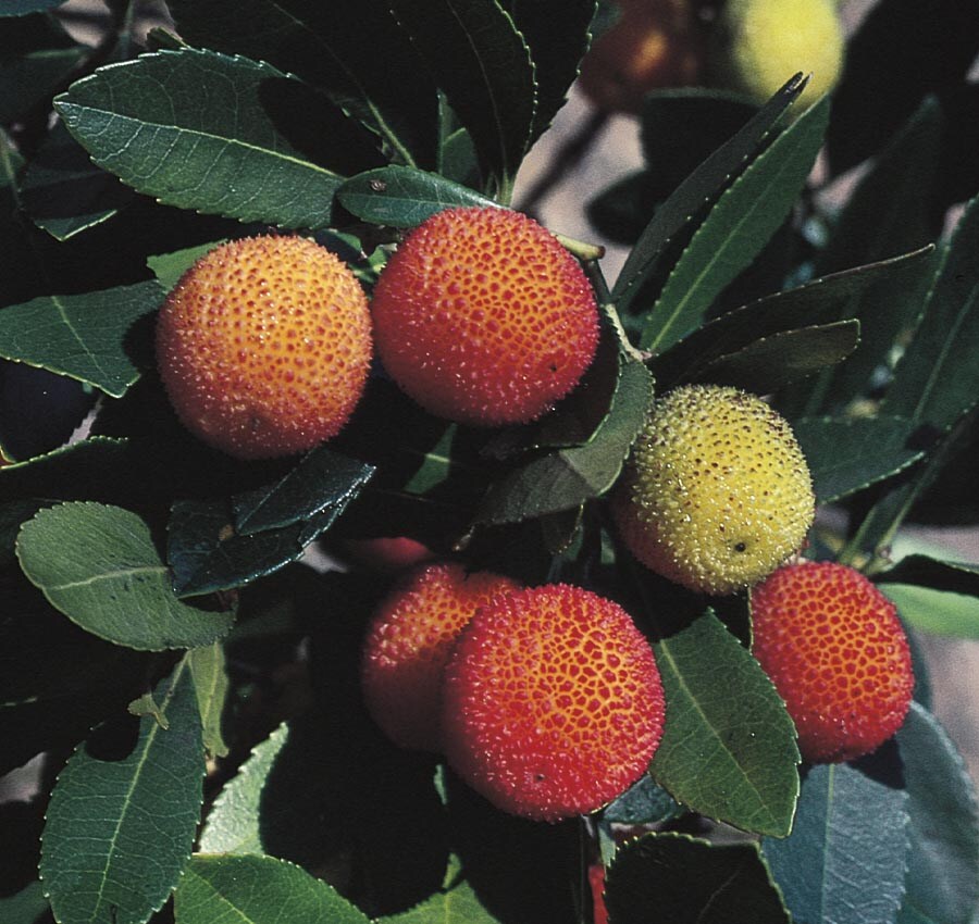  ARBUMA-T-24 28.5-Gallon Pink Feature Tree Marina Strawberry Tree In Pot (With Soil)