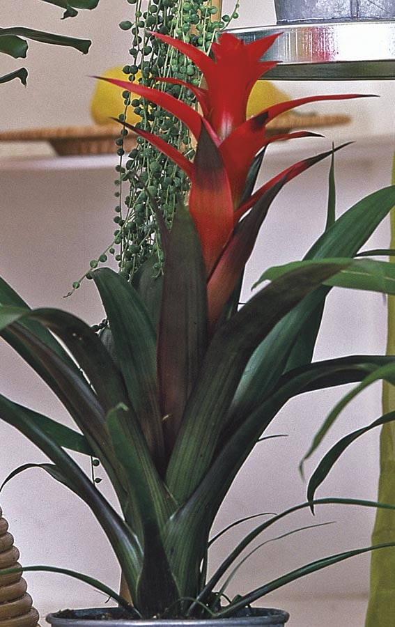 Lowe's NURSERY Mixed Bromeliads House plant in