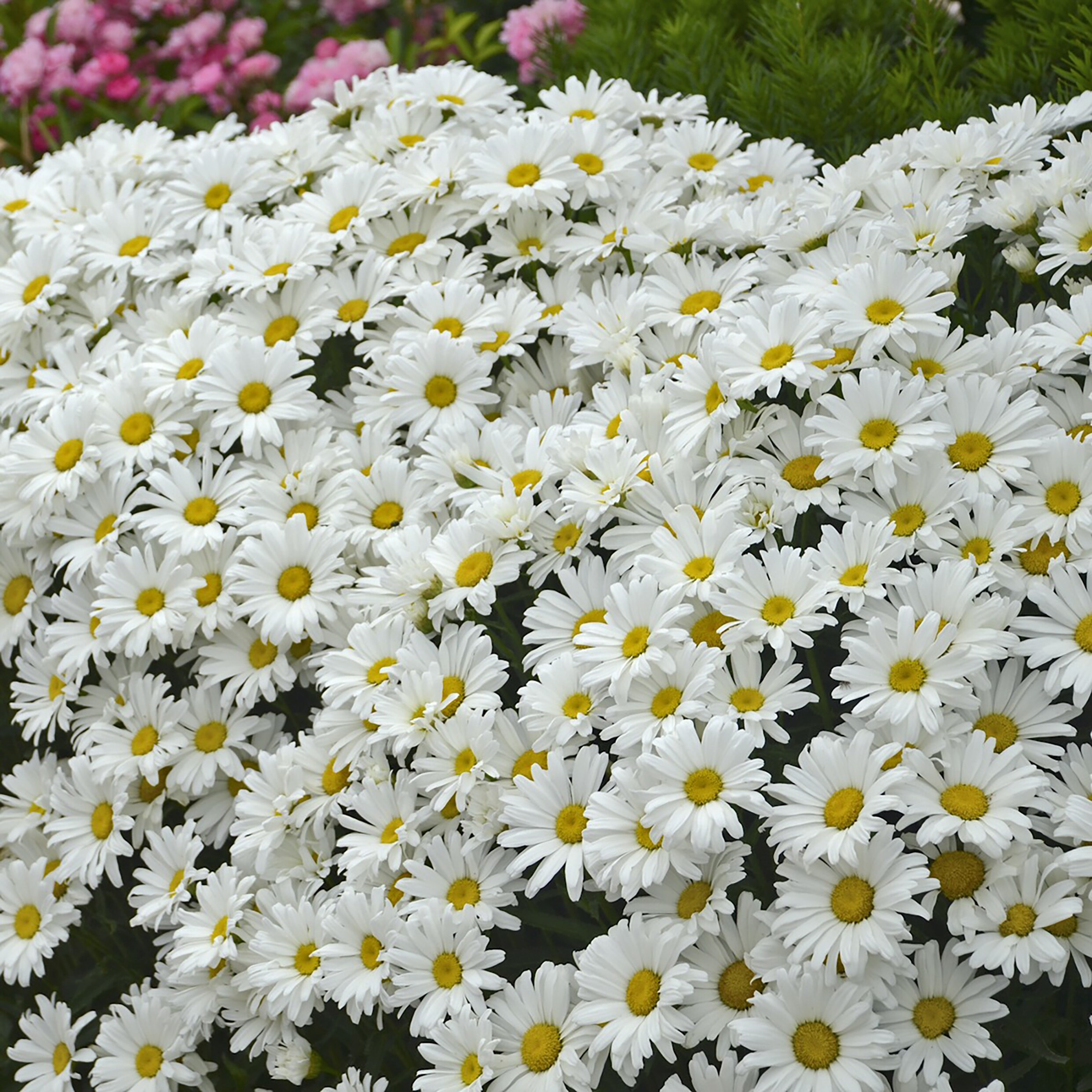 Proven Winners White Amazing Daisies 'Daisy May' Shasta Daisy - Quart ...