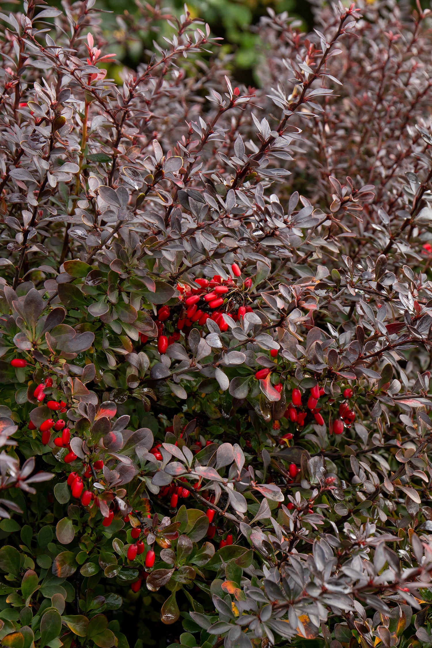 Monrovia 035241 shrubs - View #3