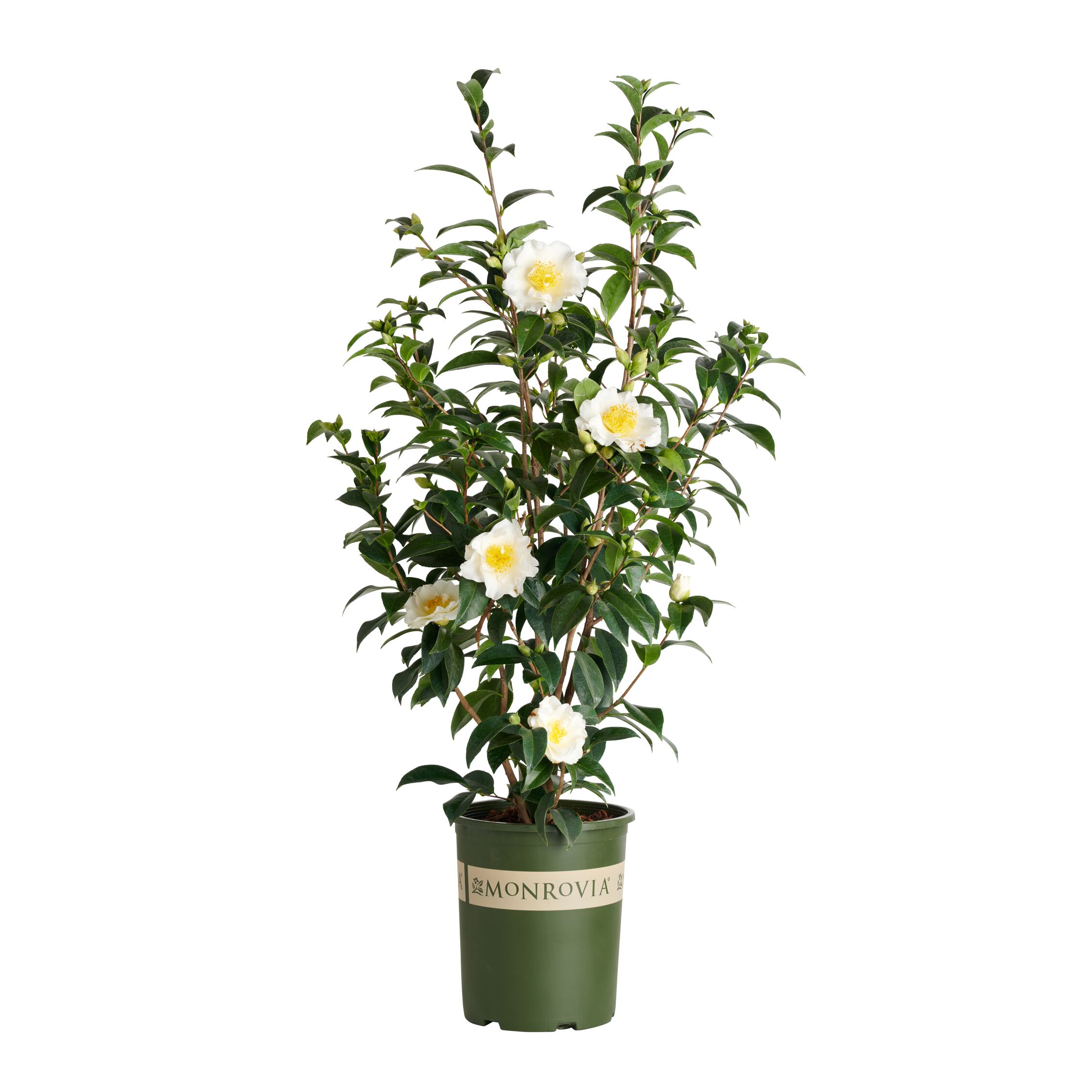 Monrovia 019705 3.58-GAL CAMELLIA SILVER WAVES M