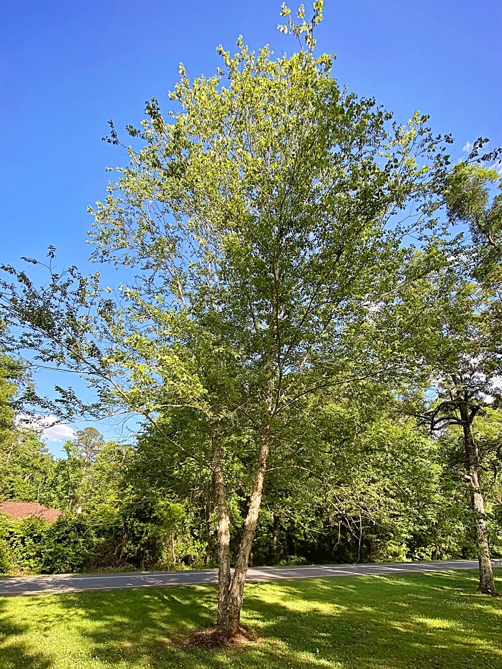 Southern Planters 5 -Gallon Shade River Birch In pot (with soil)