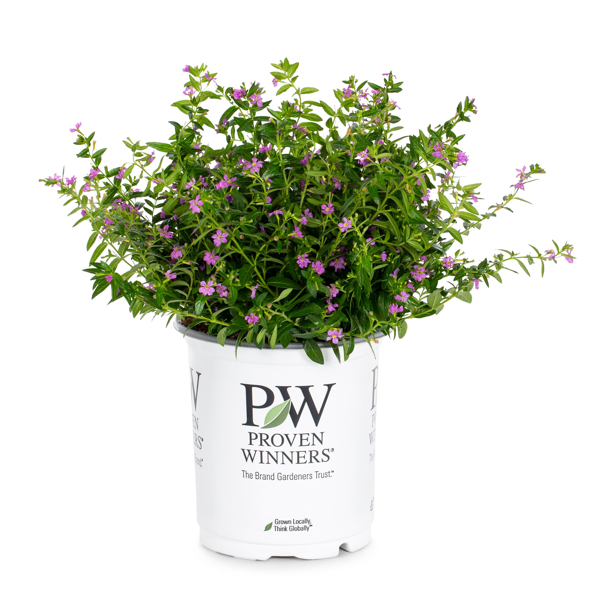 Lowe's NURSERY Purple Mexican Heather in 2.5 Quart(s) Pot