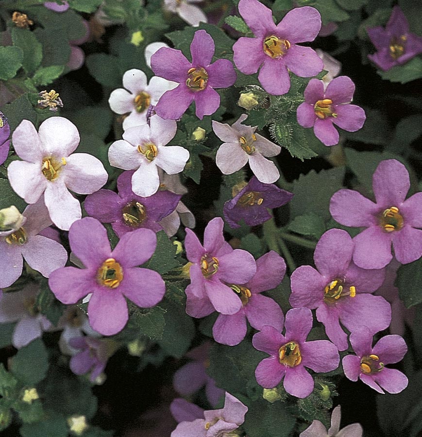 Unbranded 2 50 Qt Bacopa In The Annuals Department At Lowes Com