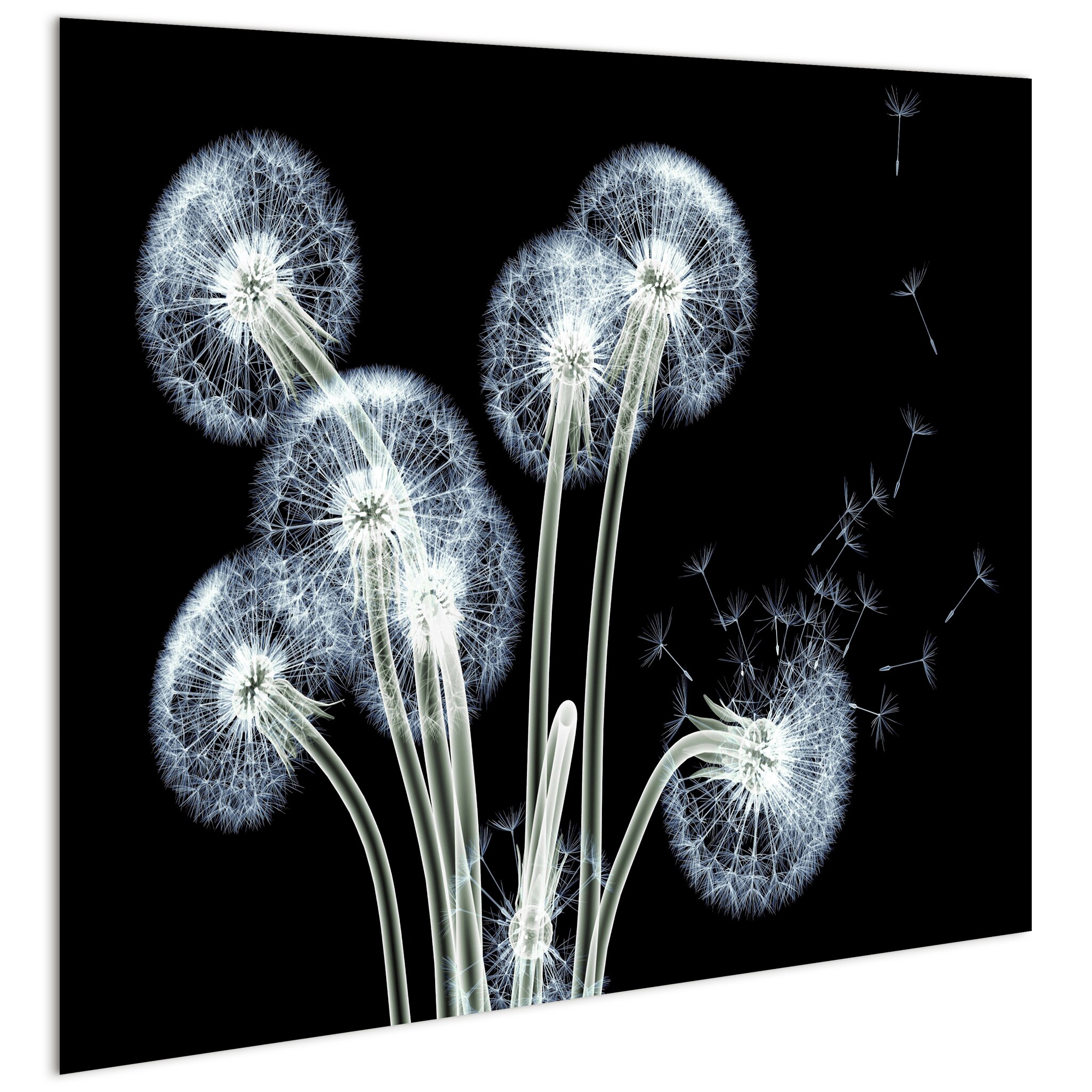 Dancing Dandelions Black and White Tempered Glass Wall Art
