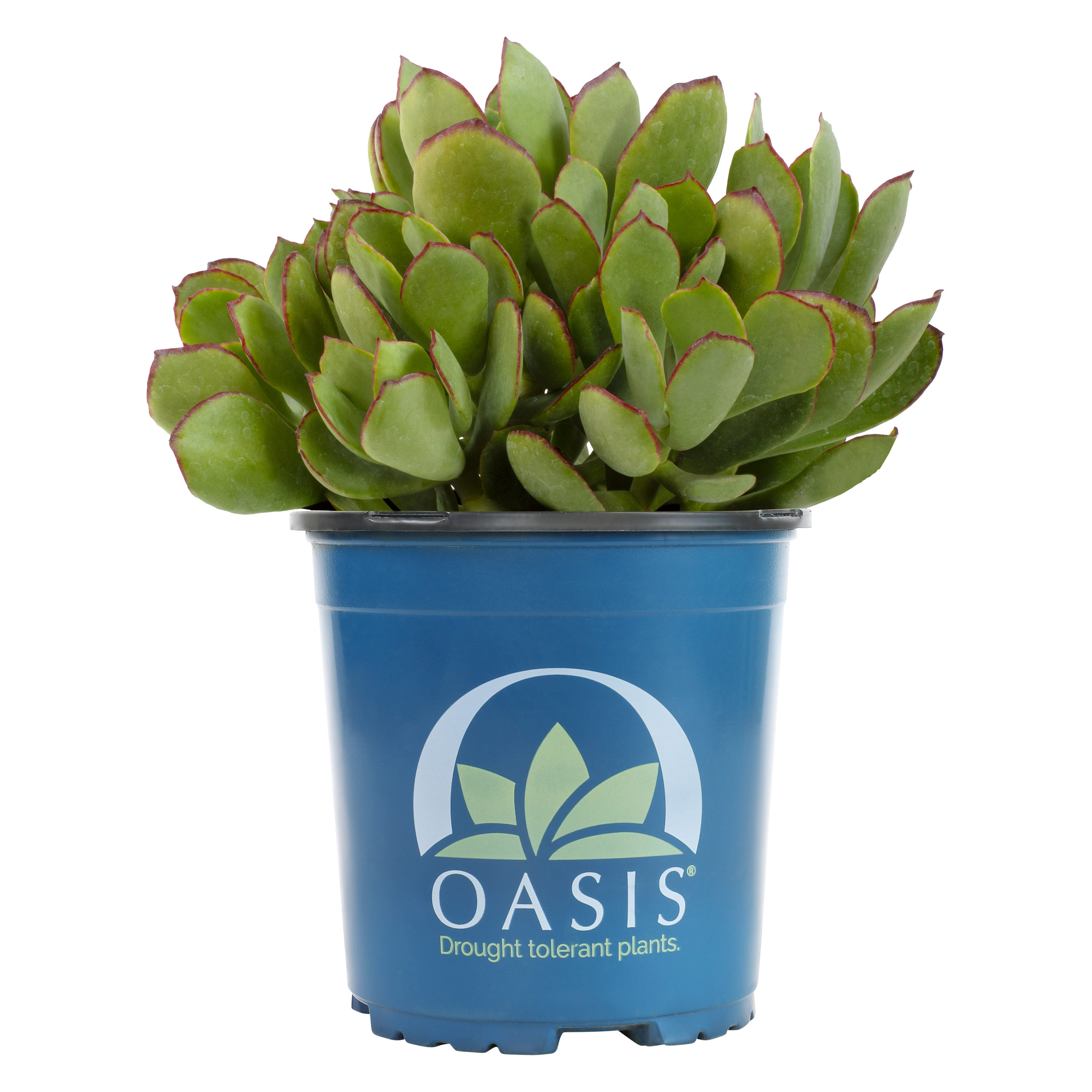 Altman Plants 0880074 1.0 -Pack Cotyledon Mint Truffles in 2.50 -Quart Pot