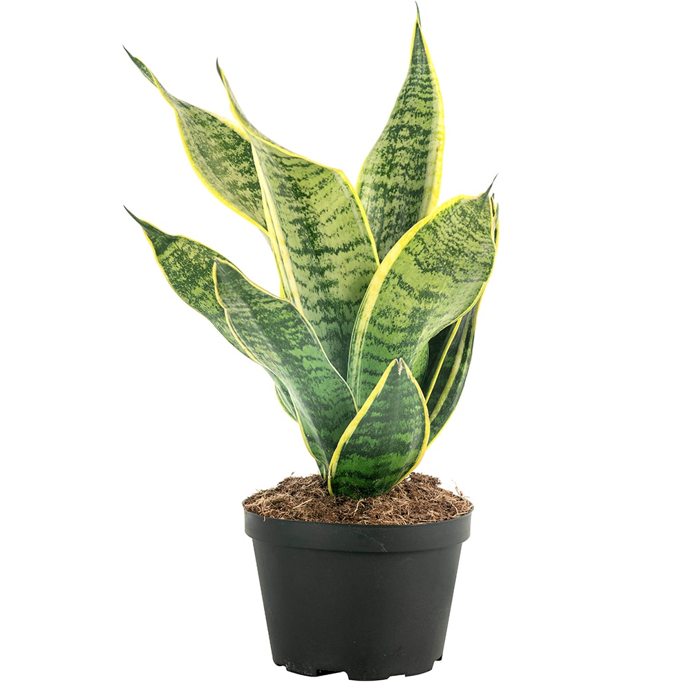 Costa Farms 10-inch Majesty Palm and 6-inch Snake Plant House Plant in ...