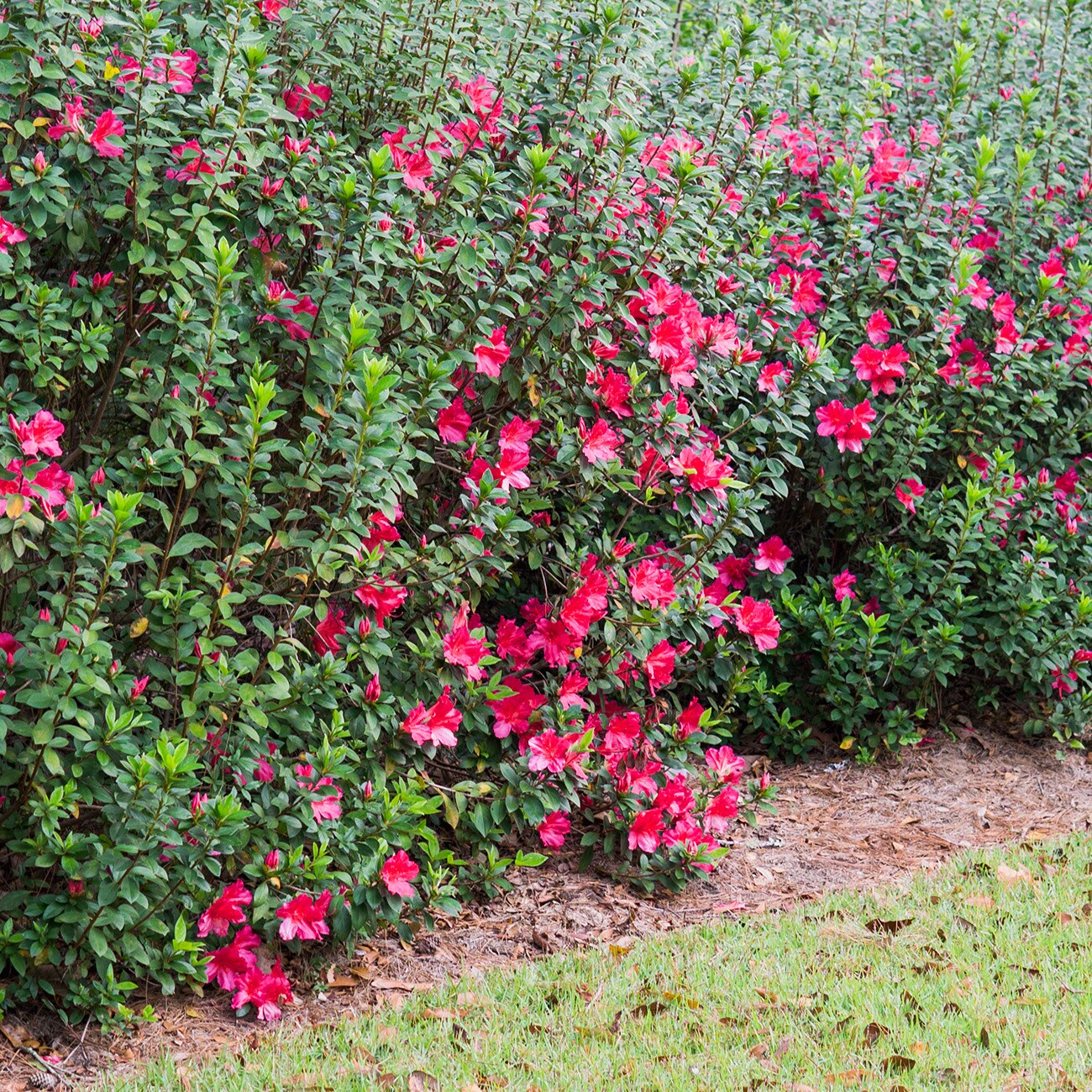 Perfect Plants LOREDRUFFLEAZALEA1G shrubs - View #3