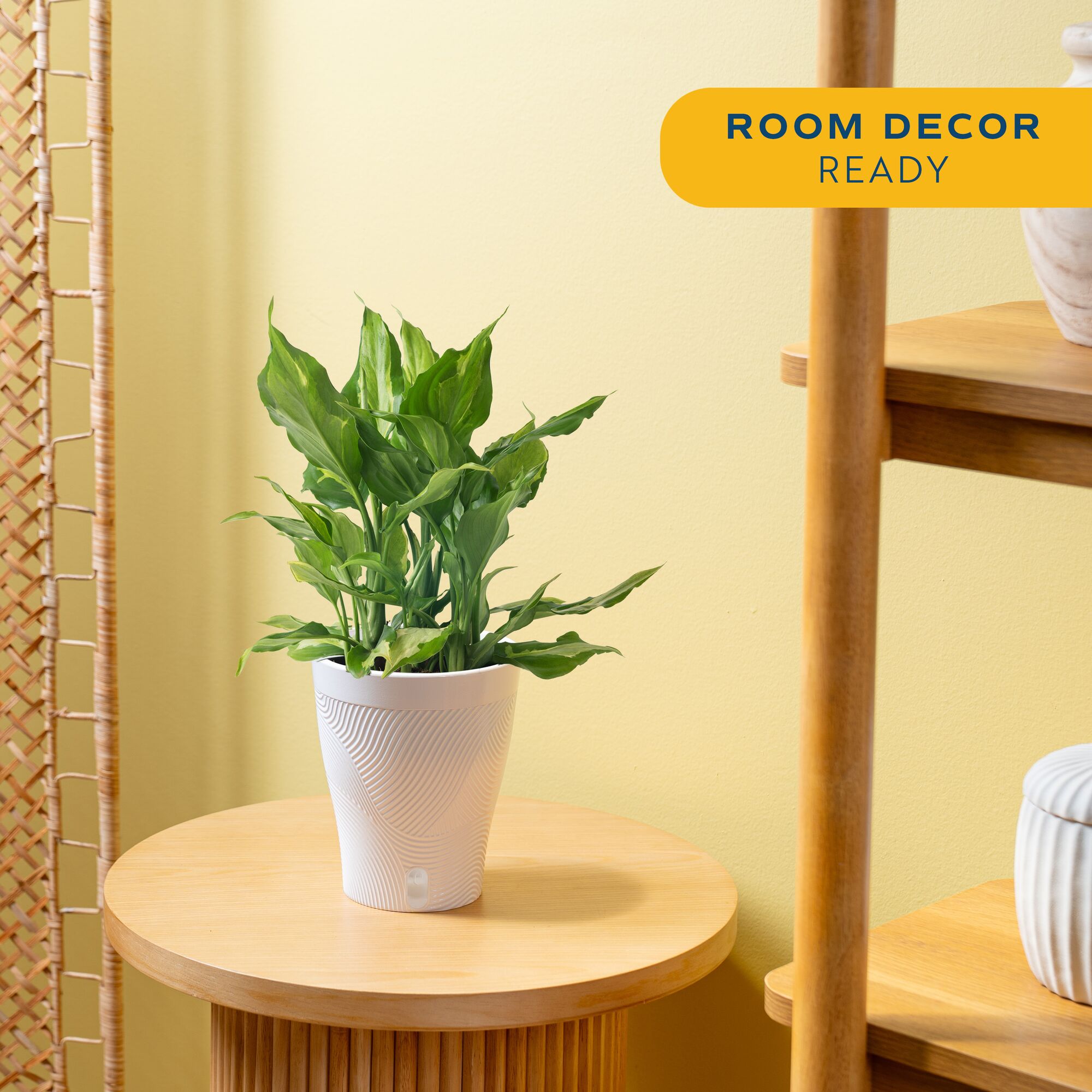 Costa Farms Trending Tropicals Spathonema Aglaonema House Plant in 6-in Pot  M-SAA-P-WHT-01-LW at Lowes.com