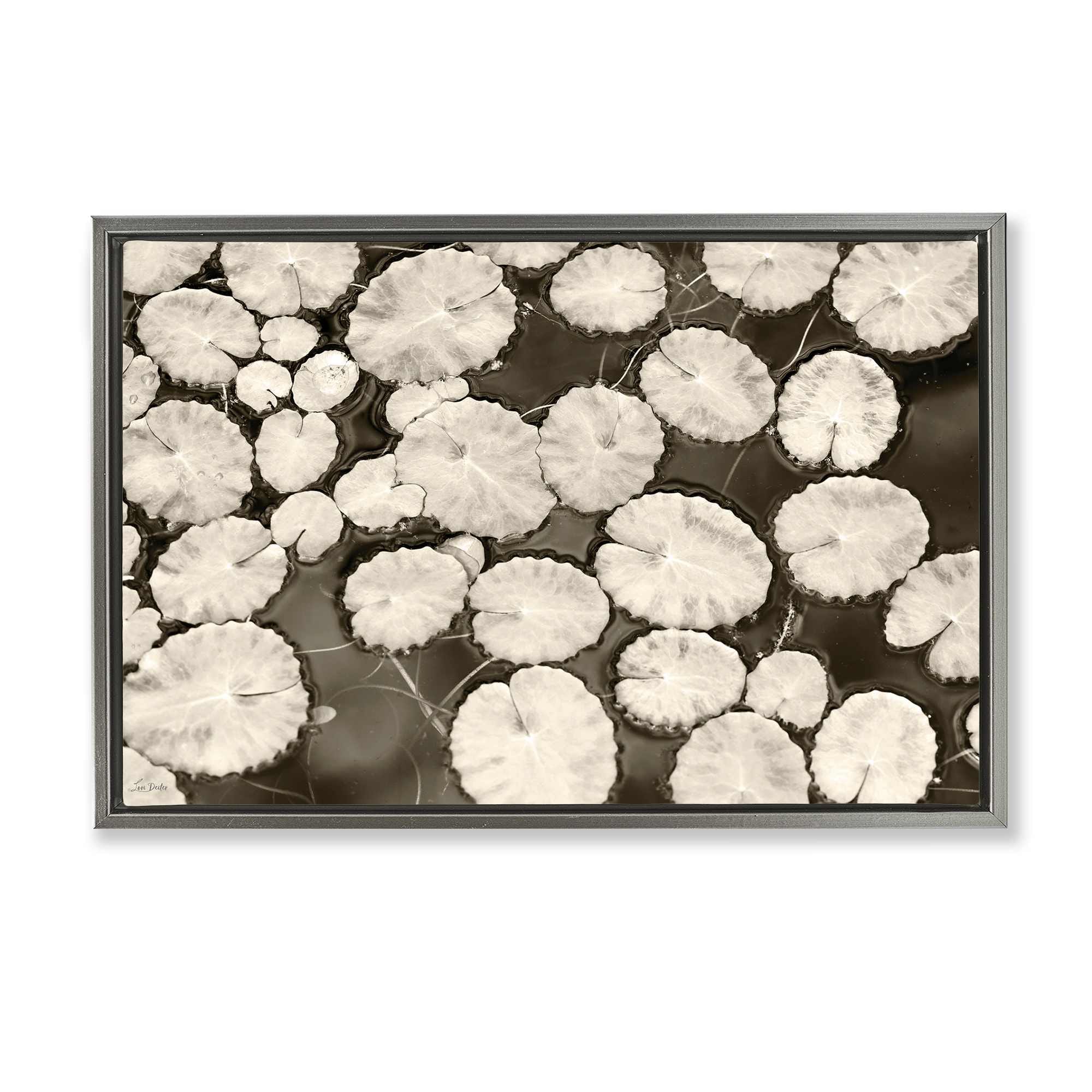 Stupell Industries BS-697-FFL-20X30 White Floating Lily Pads Gray Framed Floater Canvas Wall Art By Lori Deiter 31 x 21