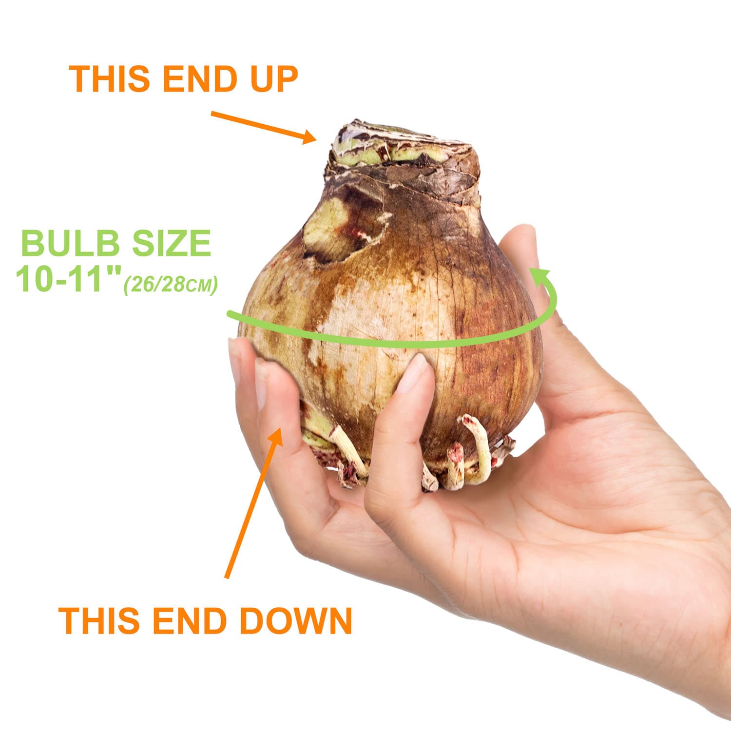Garden State Bulb ECH-36-03-01 Plant-Bulbs - View #4