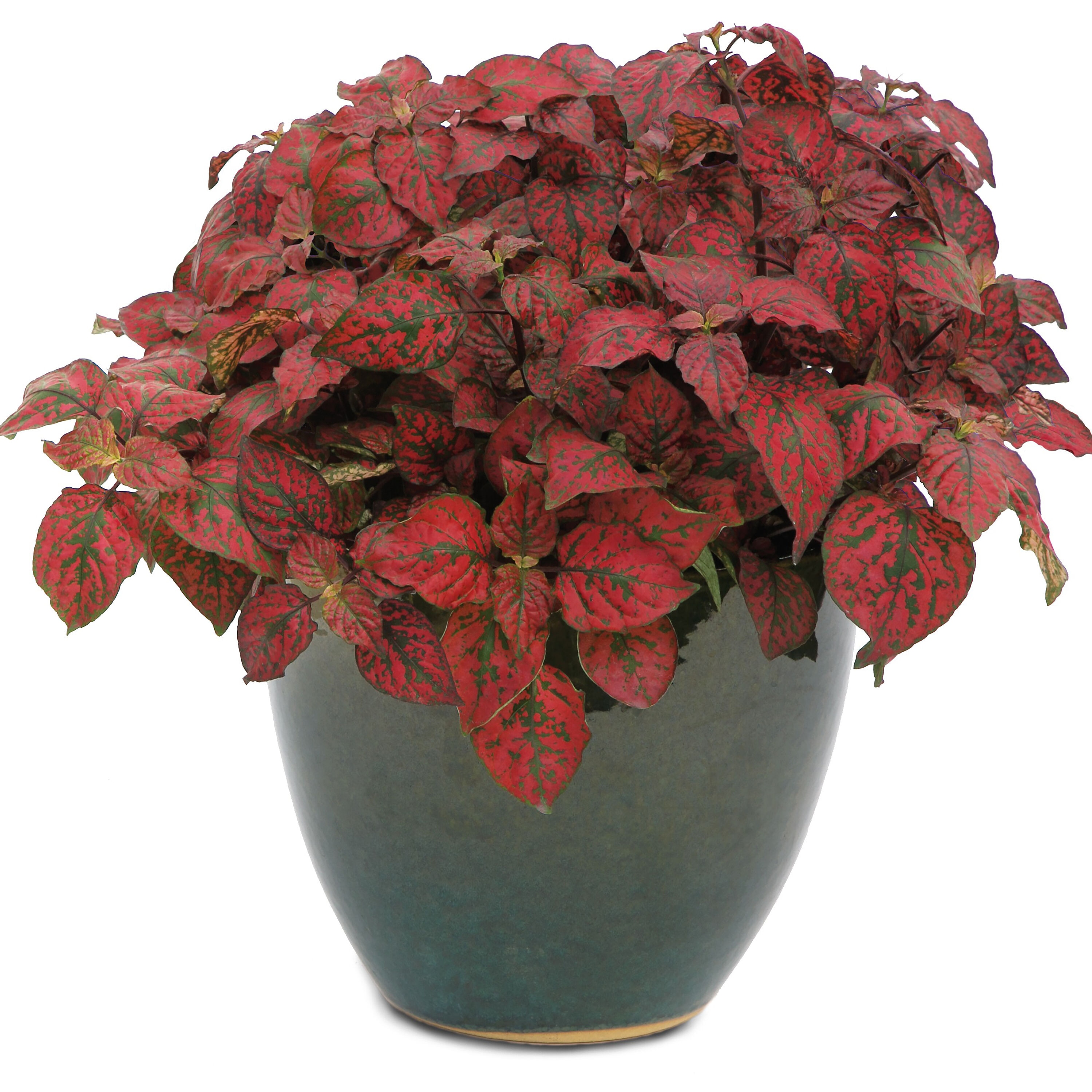 Proven Winners HYPPRW0027504 annuals - View #4