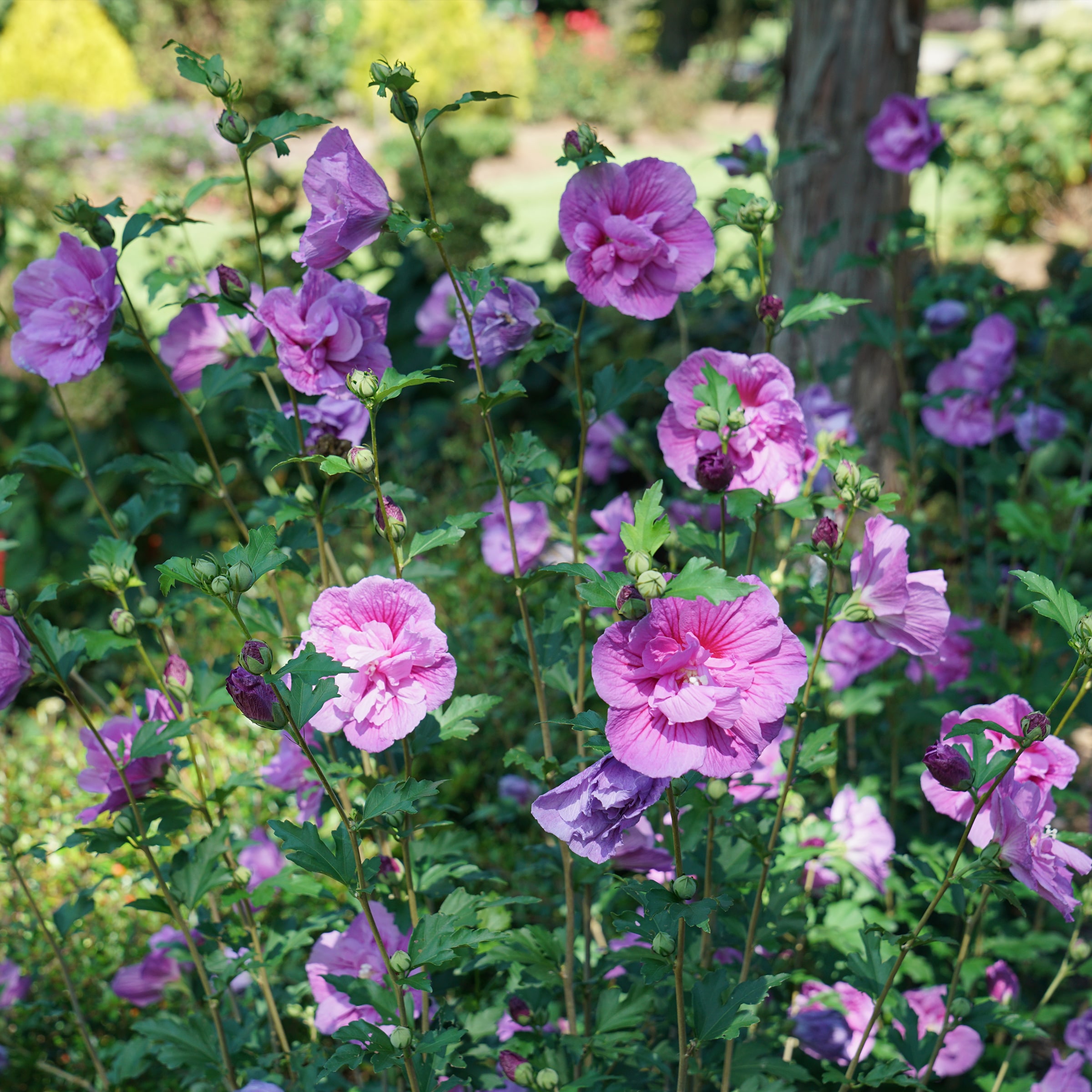 Proven Winners Lavender Dark Lavender Chiffon Althea Flowering Shrub in ...