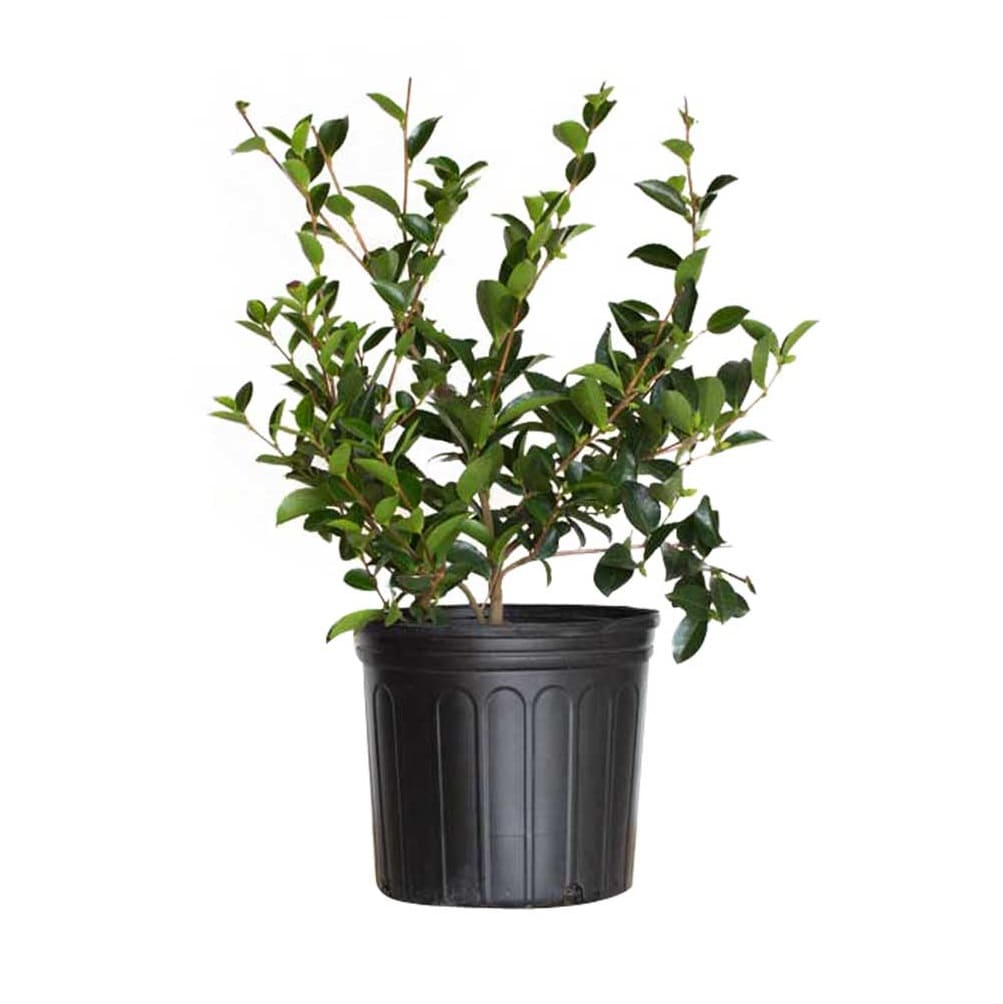 Flowerwood 79553FL-1 Mine-No-Yuki Camellia Foundation/Hedge Shrub in 2.5 -Gallon Pot 1 -Pack with White Blooms