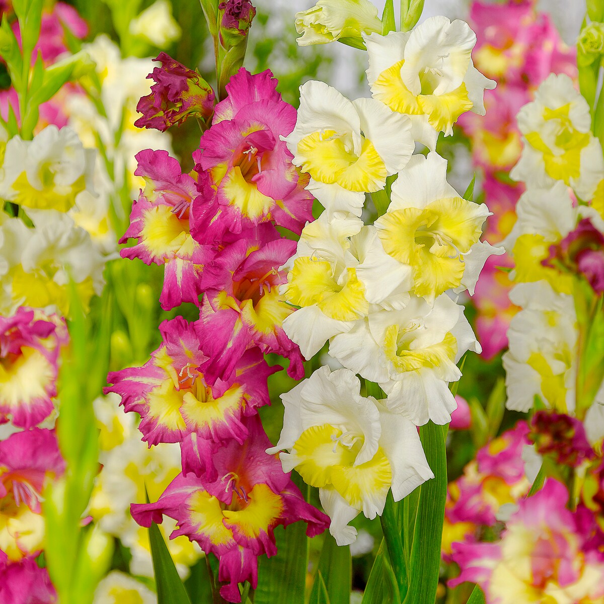 Van Zyverden - Multicolor Gladiolus Vivid Harmony Bulbs 15 Count