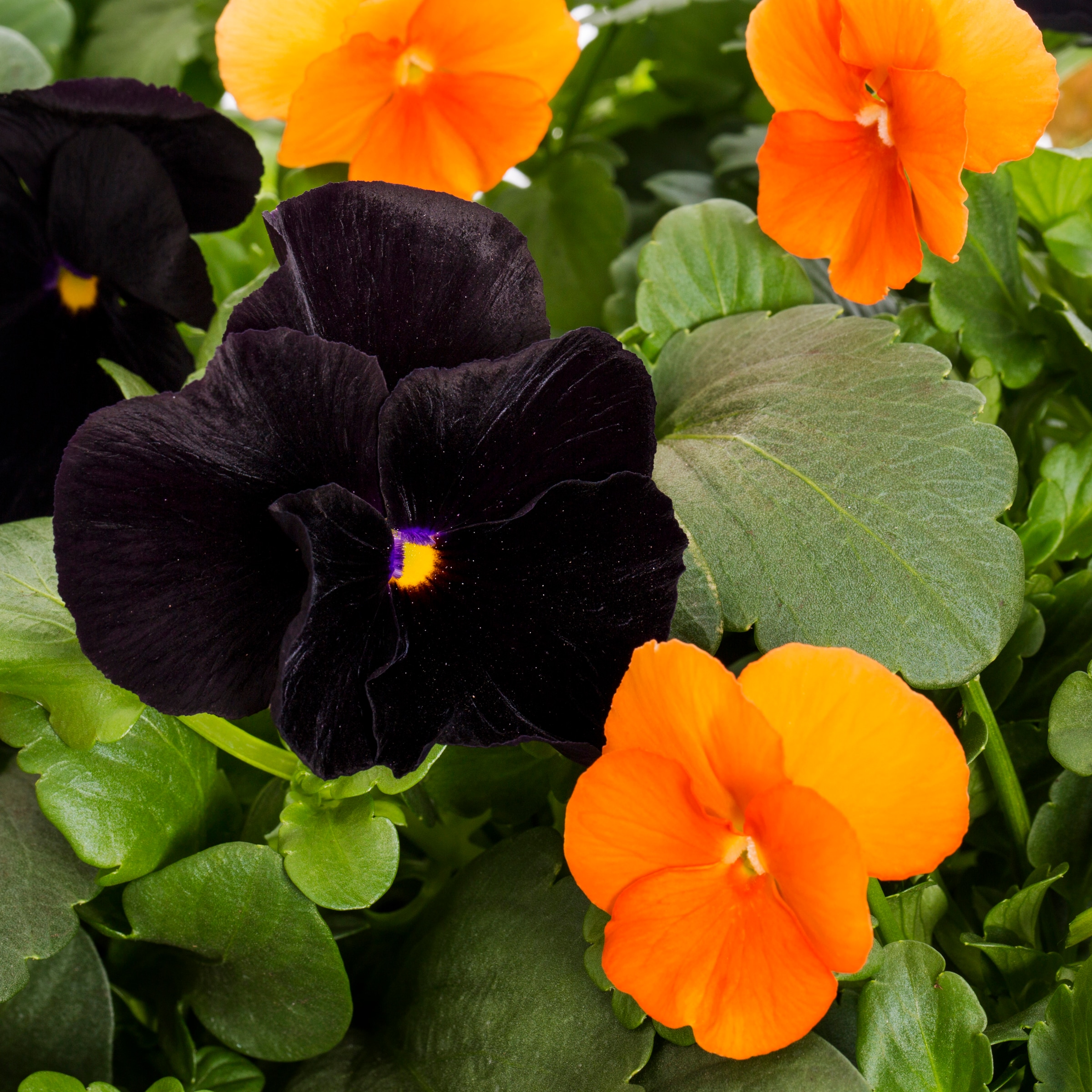 Ready Refill 869311 annuals - View #2