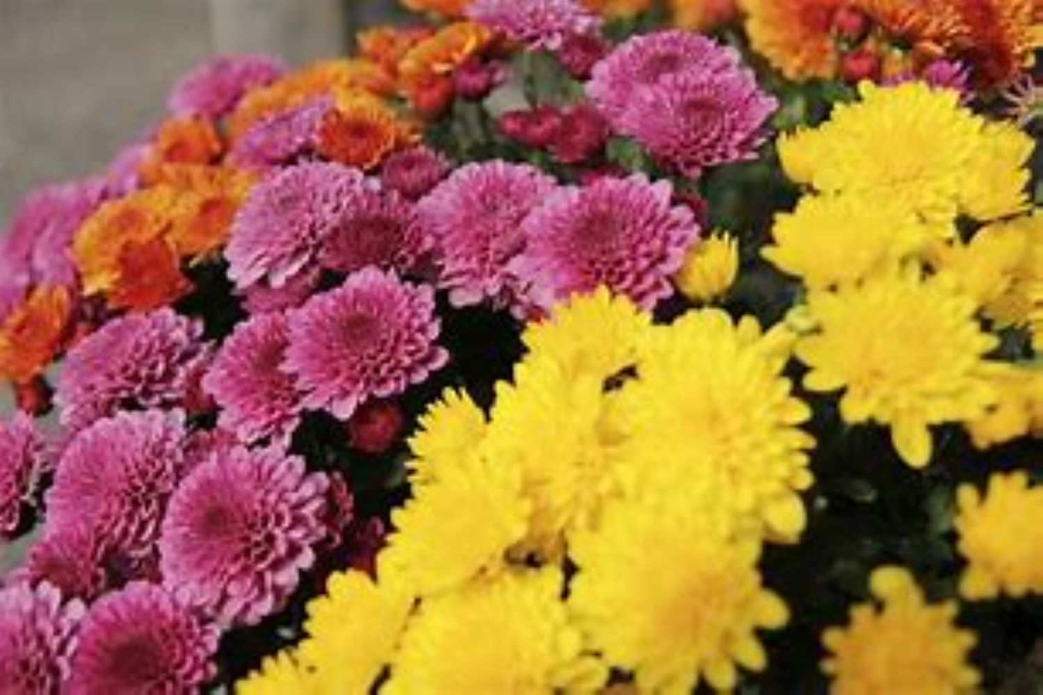 Lowe's NURSERY annuals - View #2