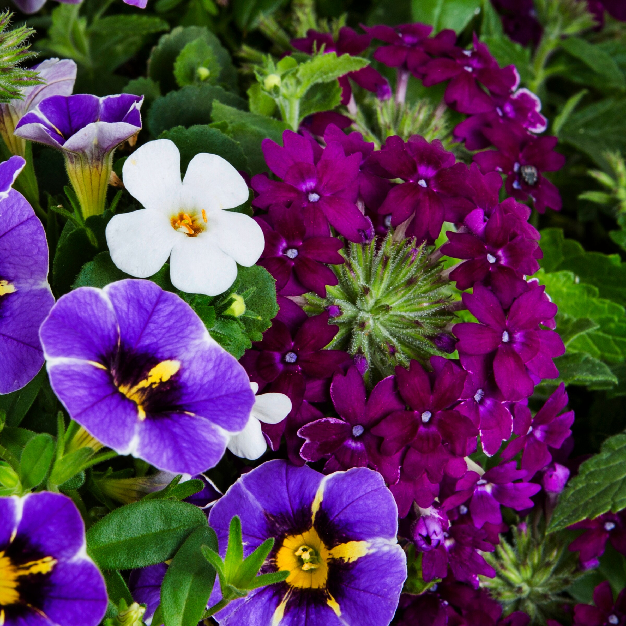 Lowe's NURSERY annuals - View #2