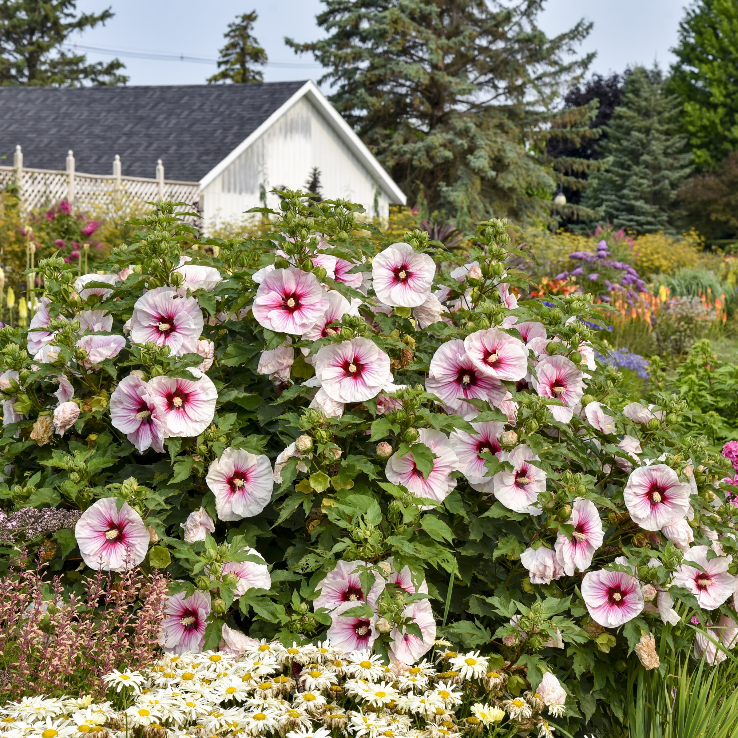 National Plant Network LW1542 perennials - View #4