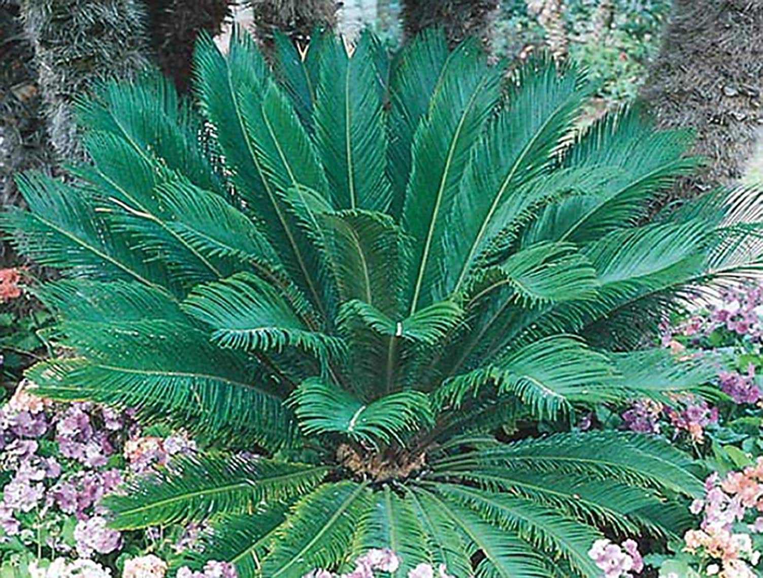 4 ft. Artificial Sago Palm Tree