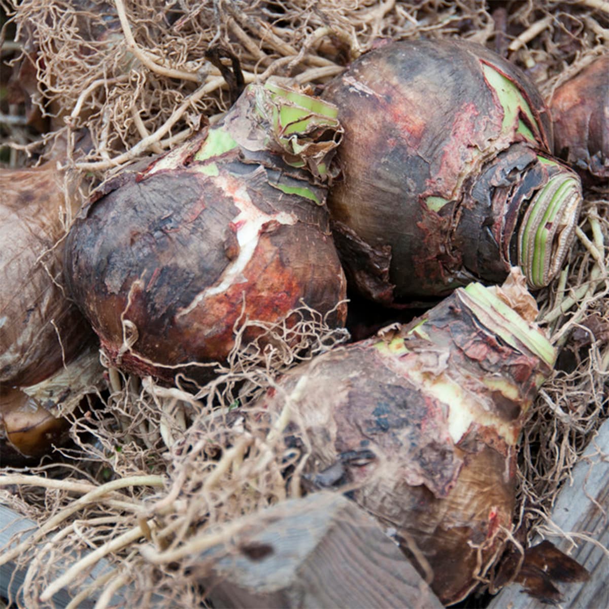 Van Zyverden 84845 Plant-Bulbs - View #2
