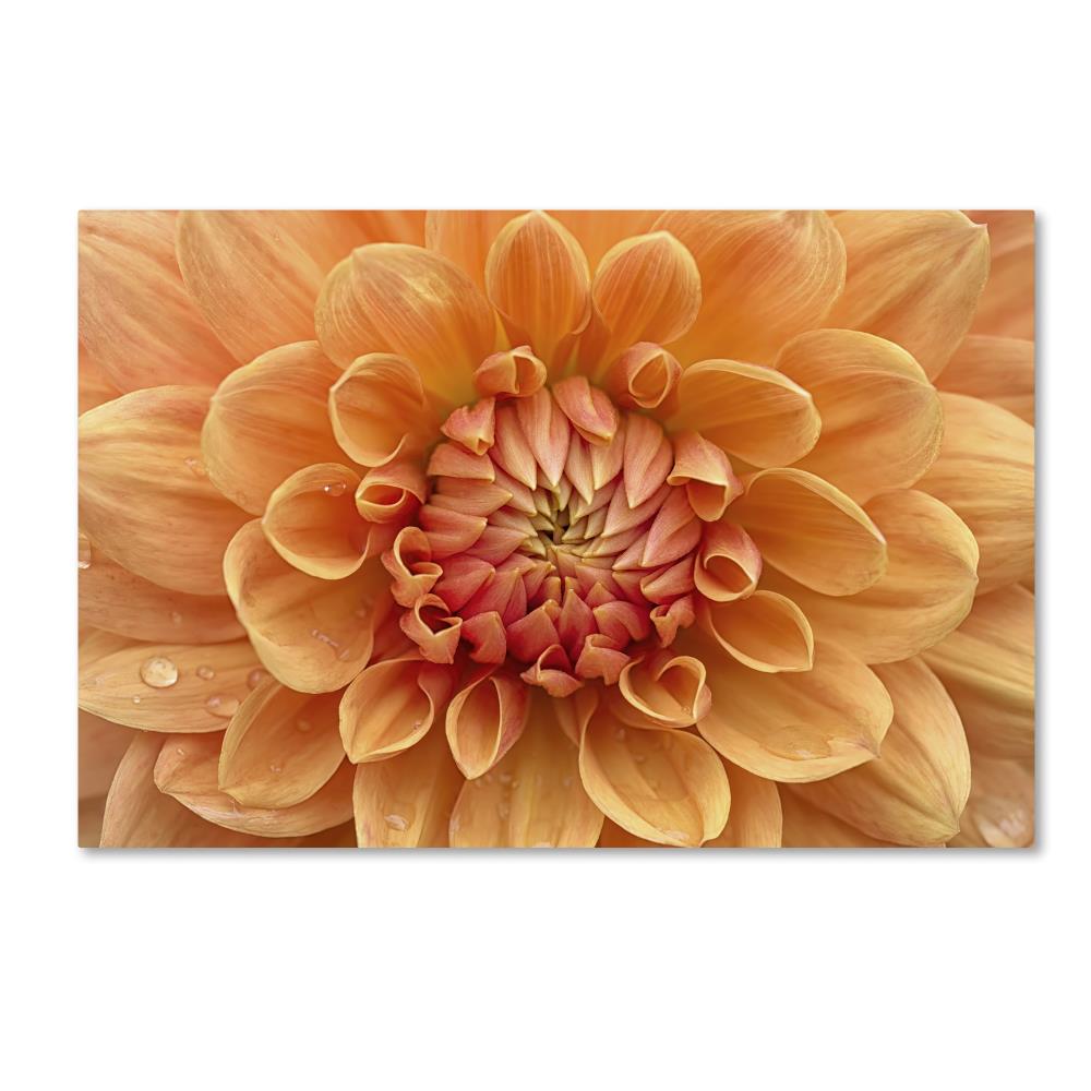 Trademark Fine Art ALI1685-C1219GG Framed 12-Inches H x 19-Inches W Floral Canvas Print