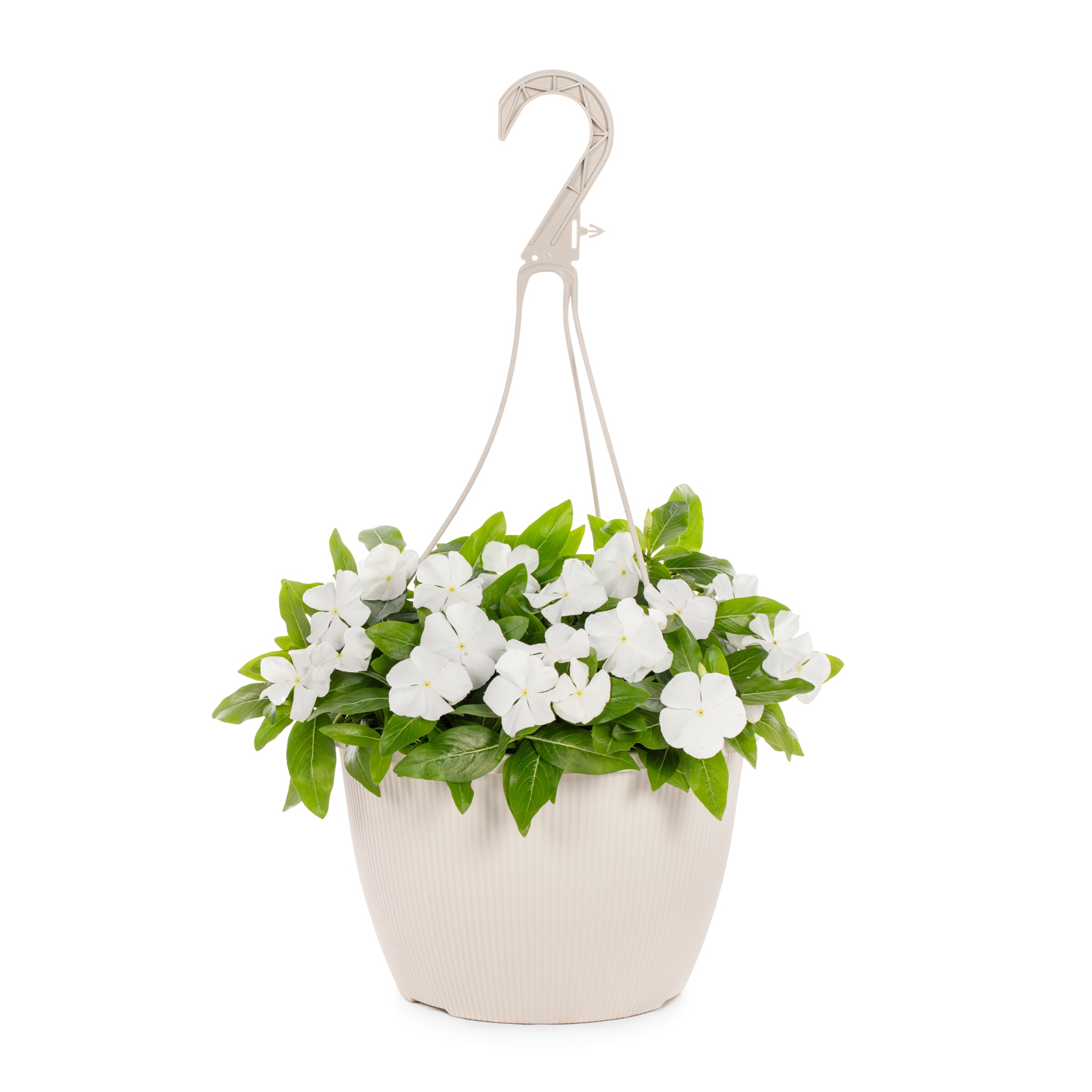 Lowe's NURSERY annuals - View #3