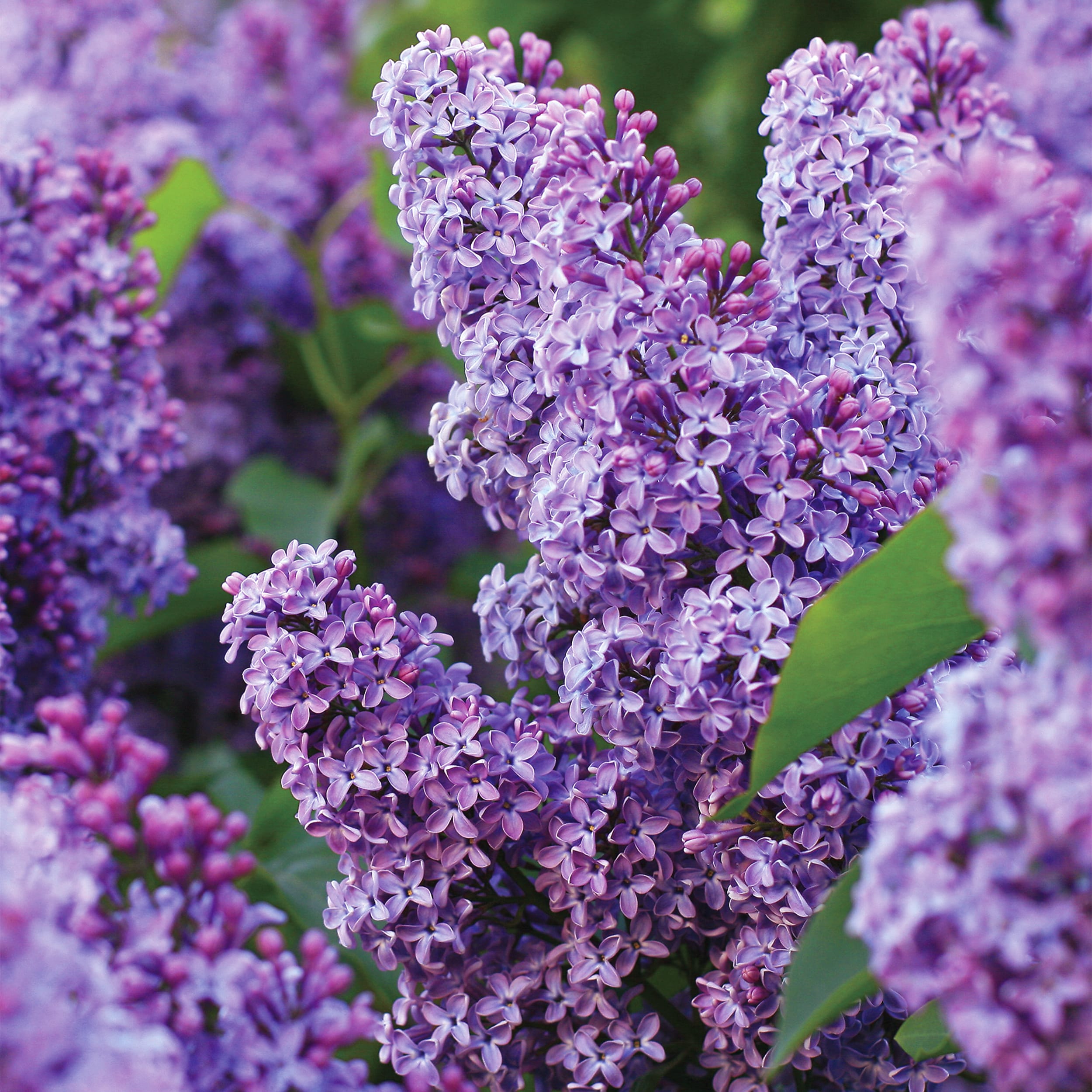 Image of Lilacs purple flower bush