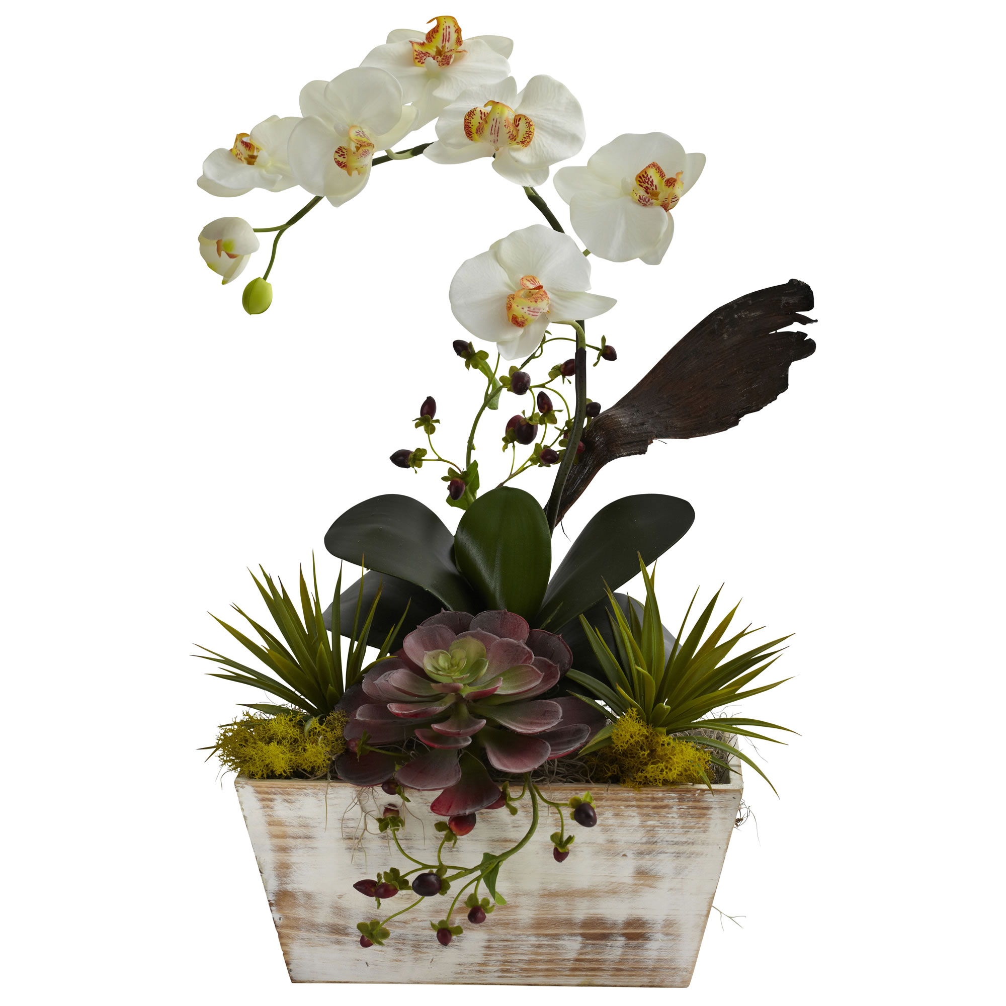 White Orchid and Multicolor Succulent in Whitewash Planter