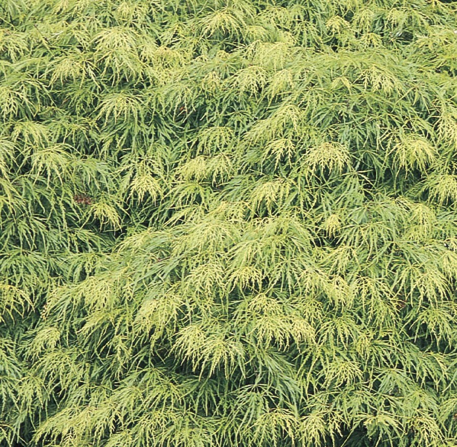 Lowe's NURSERY 27.5 -Gallon Multicolor Feature Laceleaf Japanese Maple In pot (with soil)