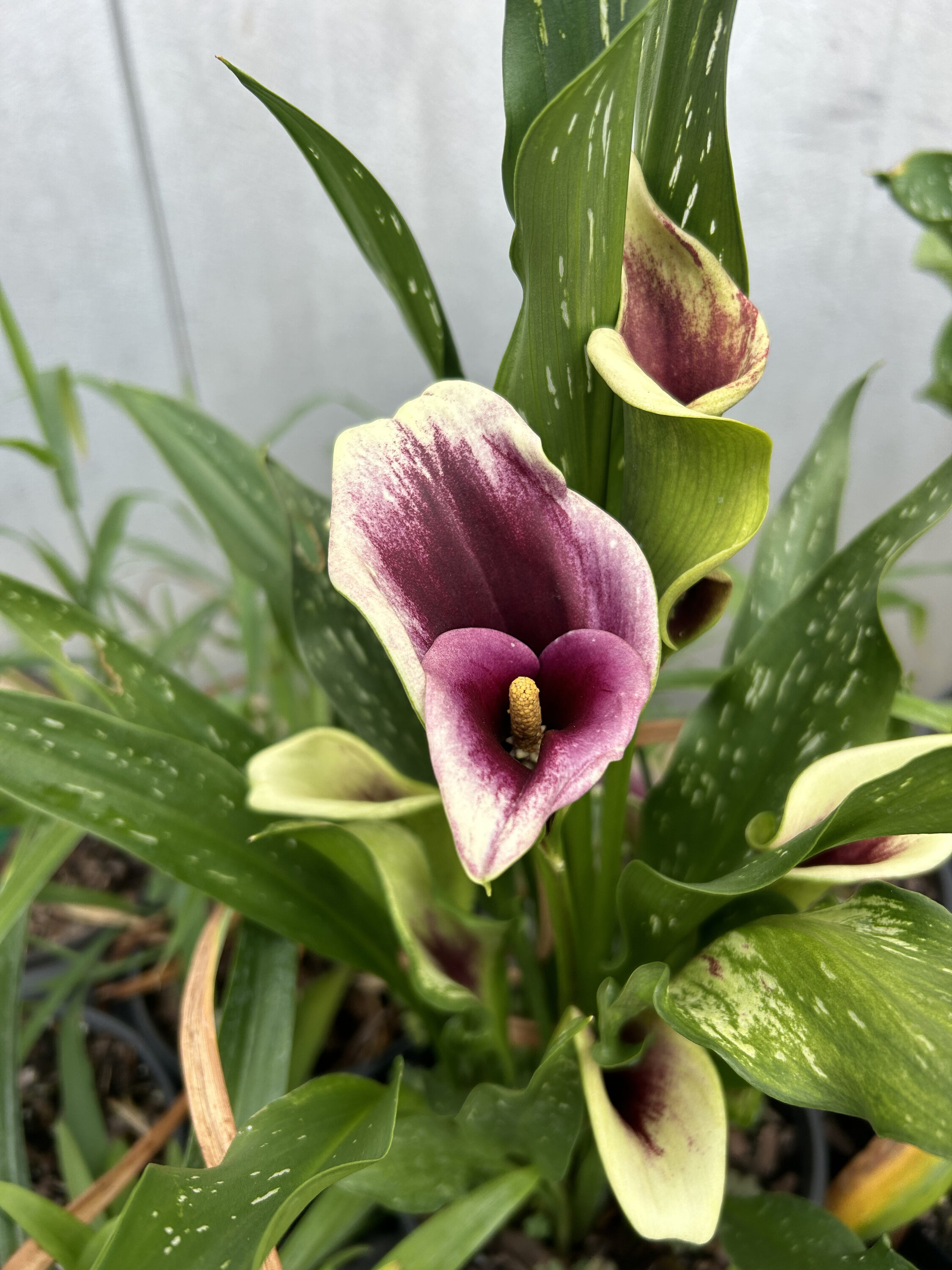 Daylily Nursery Purple Picasso Calla Lily Plant in 5-Pack Bareroot 5-Pack  21622 at Lowes.com