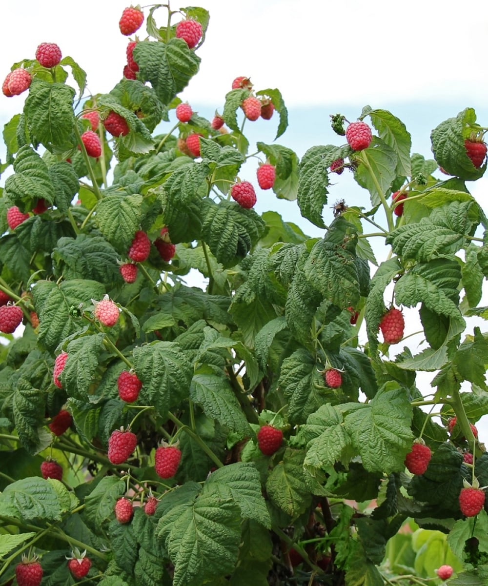 National Plant Network LW1672 Fruit-Plants - View #2