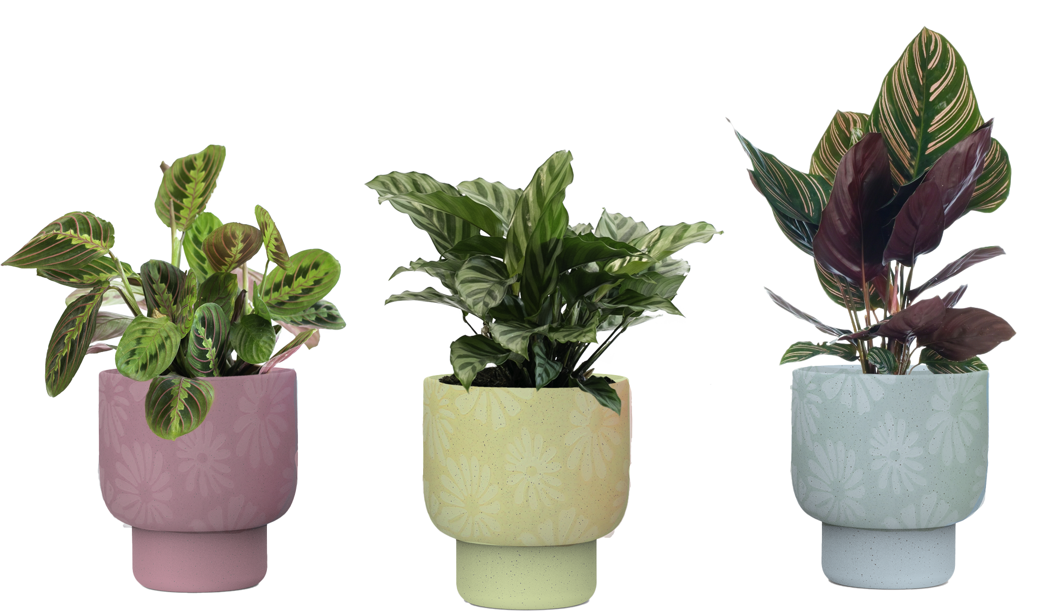 LiveTrends ASB07608 APRIL SHOWERS House plant in 12 Ounce(s) Pot 1 -Pack