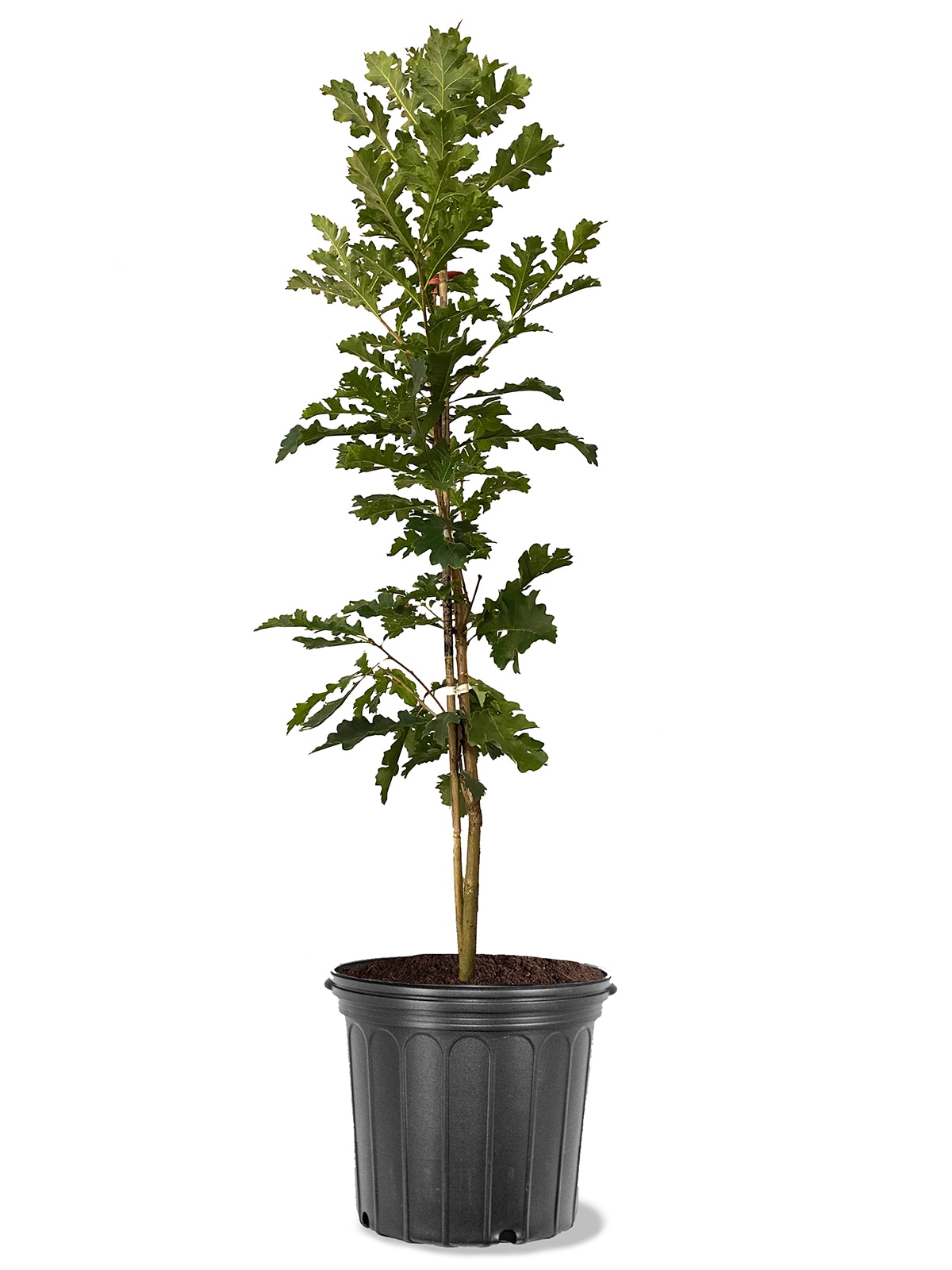 Southern Planters OAKBUR05G 5 -Gallon Green Shade Bur Oak In pot (with soil)