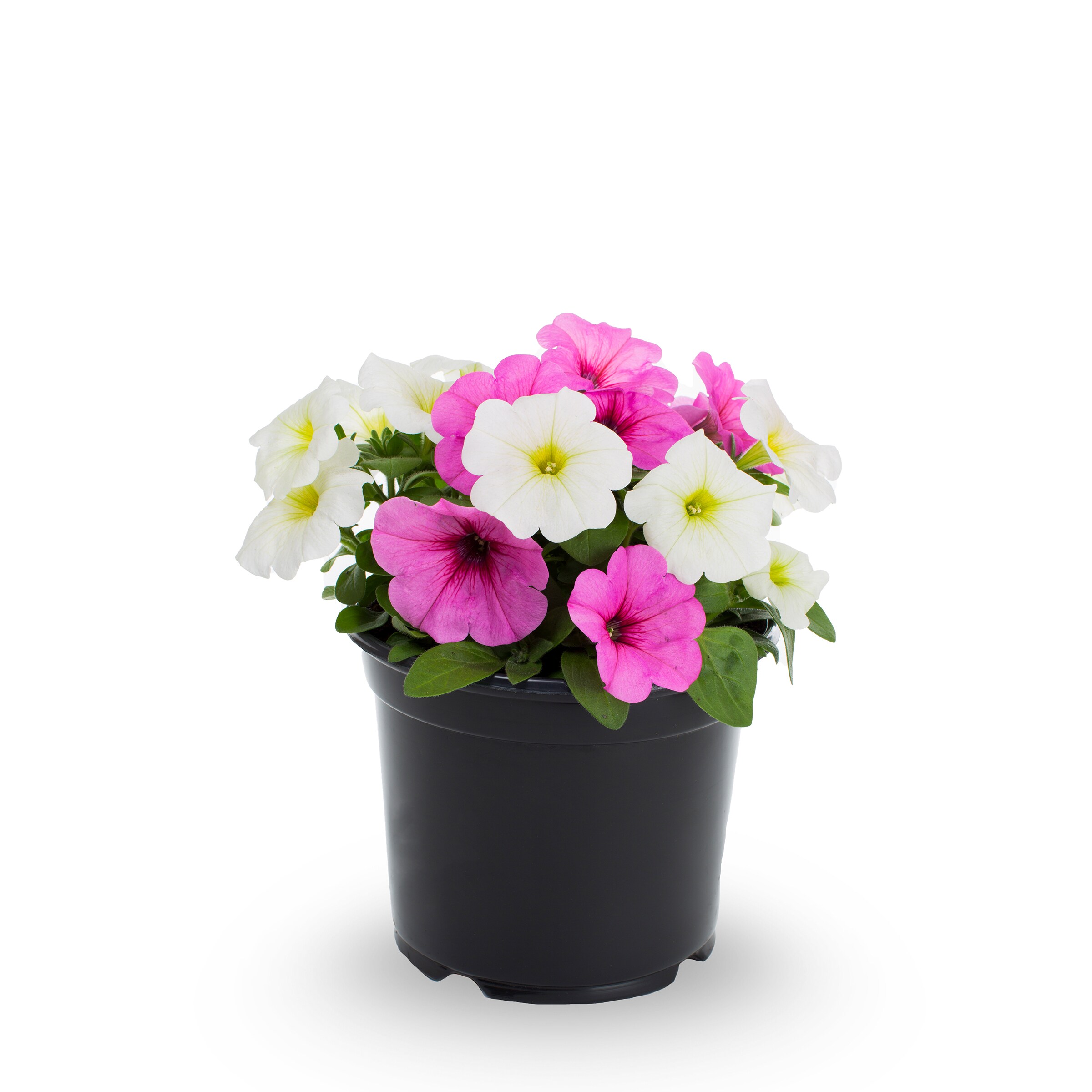 Lowe's NURSERY annuals - View #3