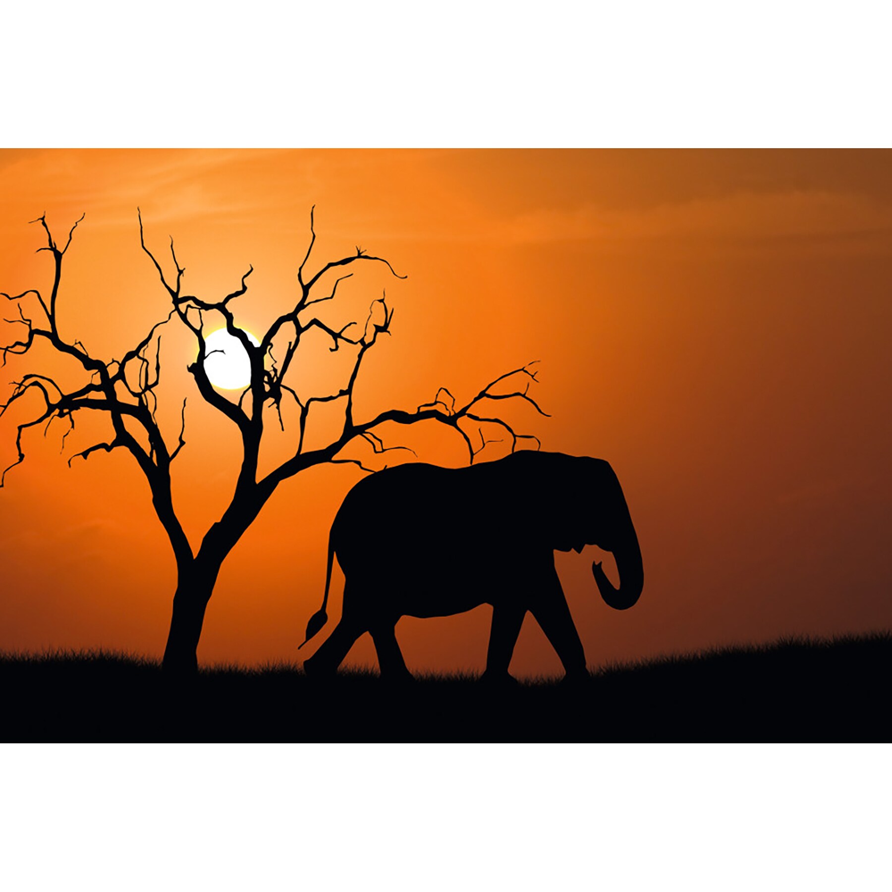 Paperflow PHT07C African Elephant 25.59-in H x 38.58-in W Animals Print
