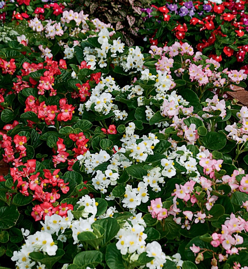 Lowe's 3936013 Multicolor Begonia in 4 -Pack Tray