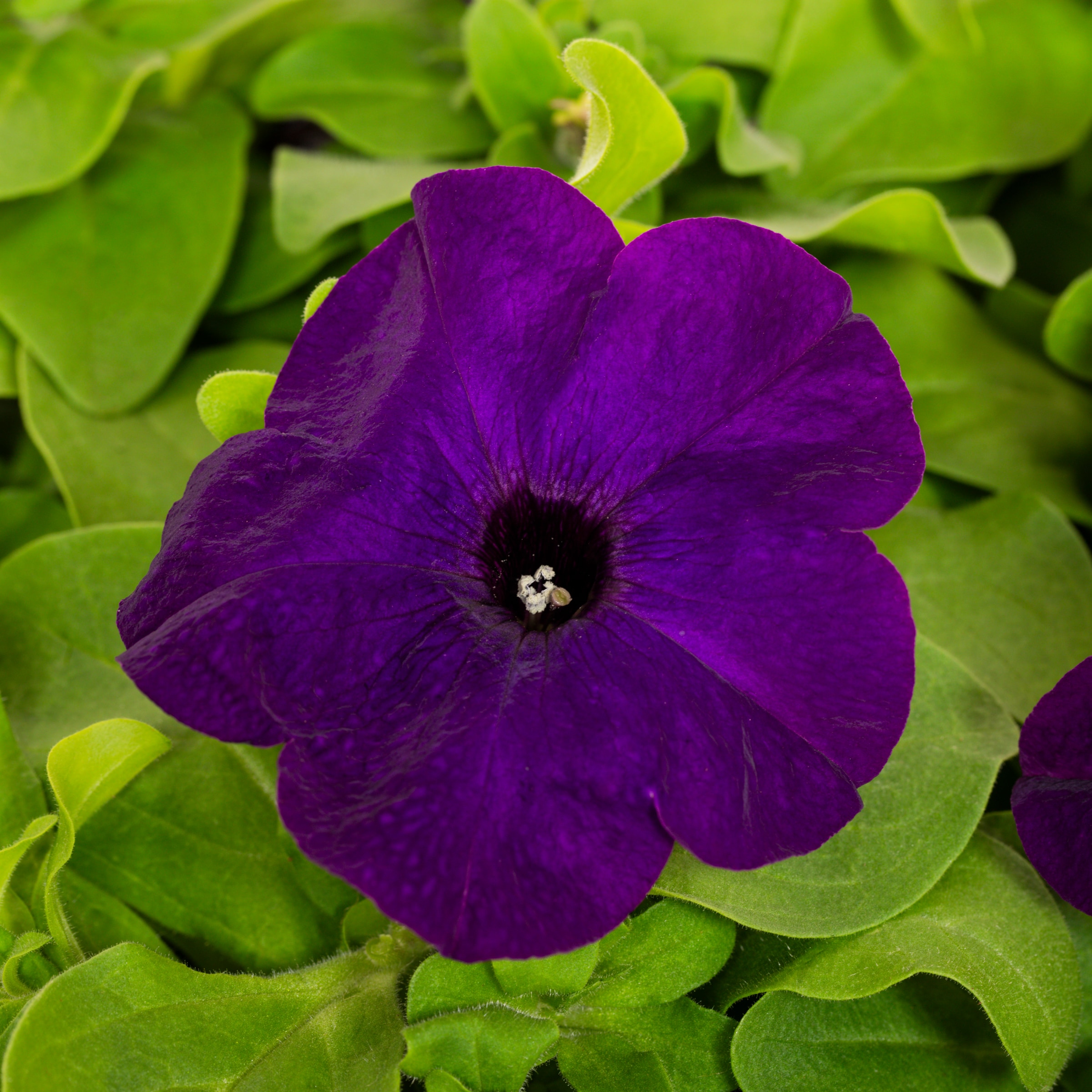 Lowe's 223973 annuals - View #2