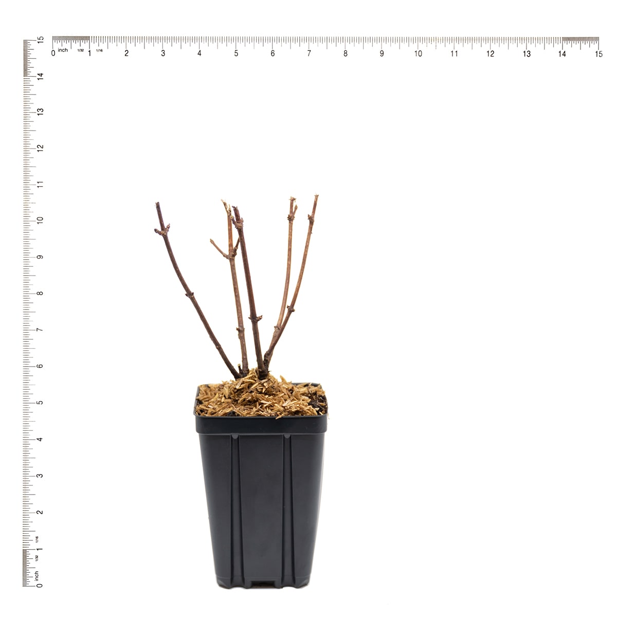 Van Zyverden 82922 Plant-Bulbs - View #5