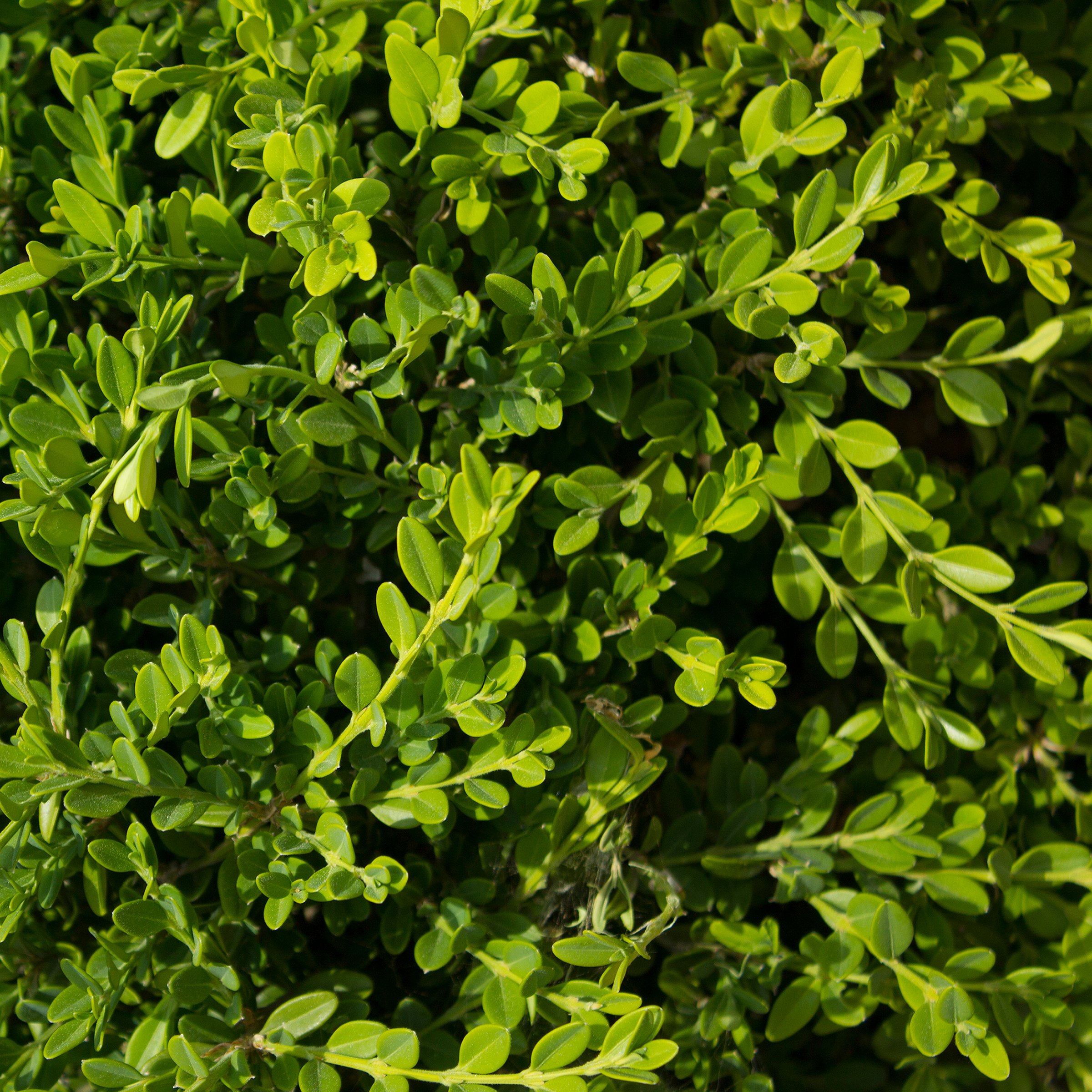 National Plant Network LW2755 shrubs - View #9