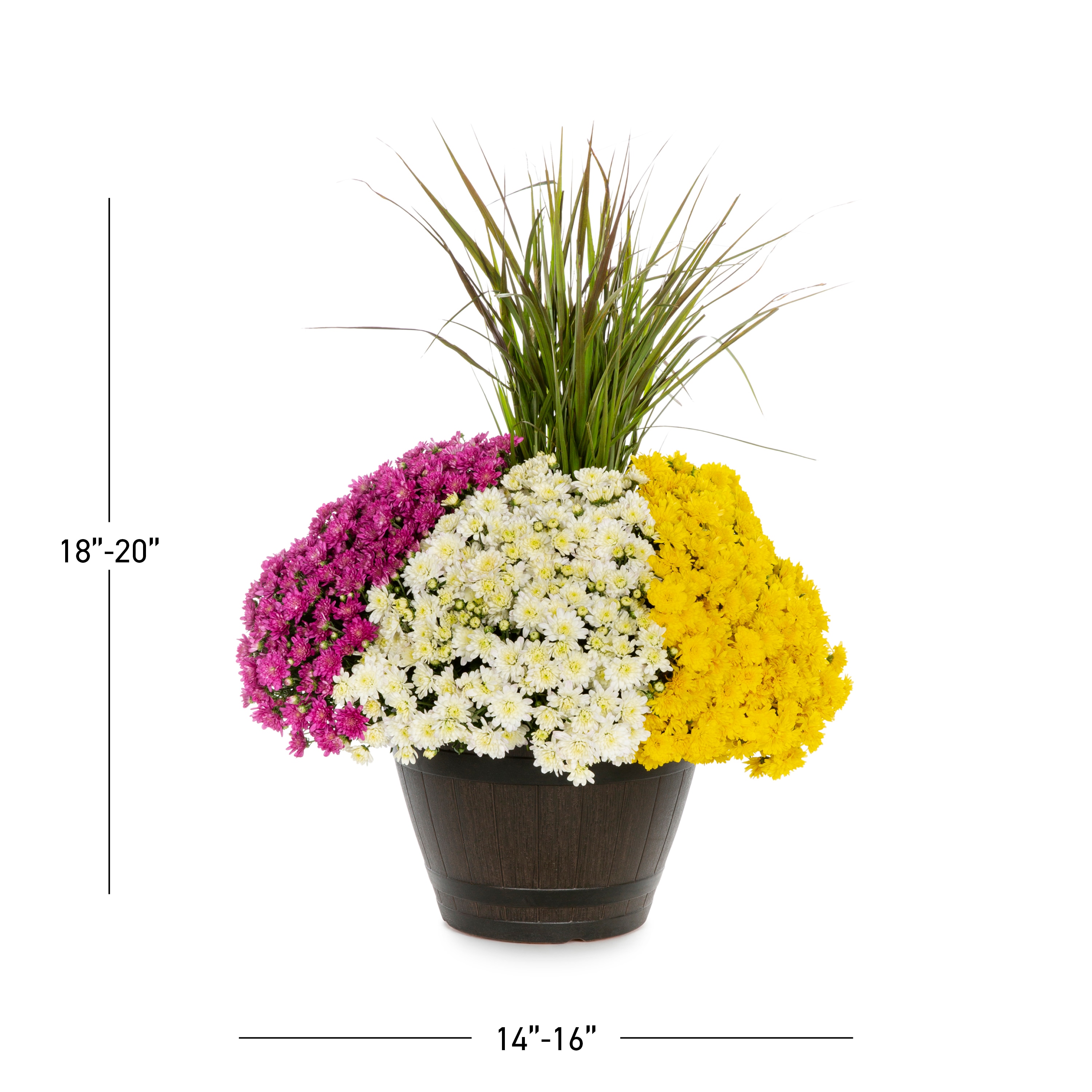 Lowe's 2417977 annuals - View #3