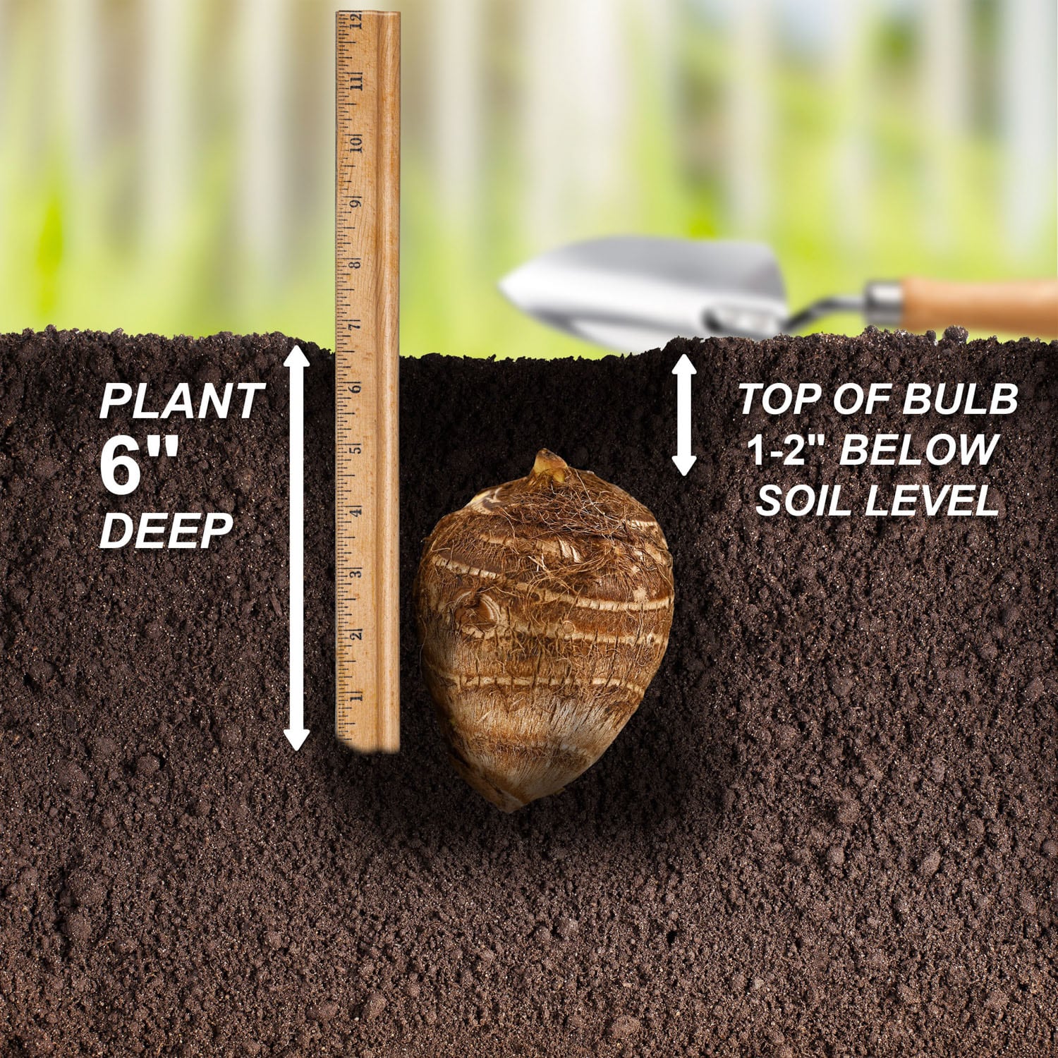 Garden State Bulb ECS-224-03-03 Plant-Bulbs - View #5
