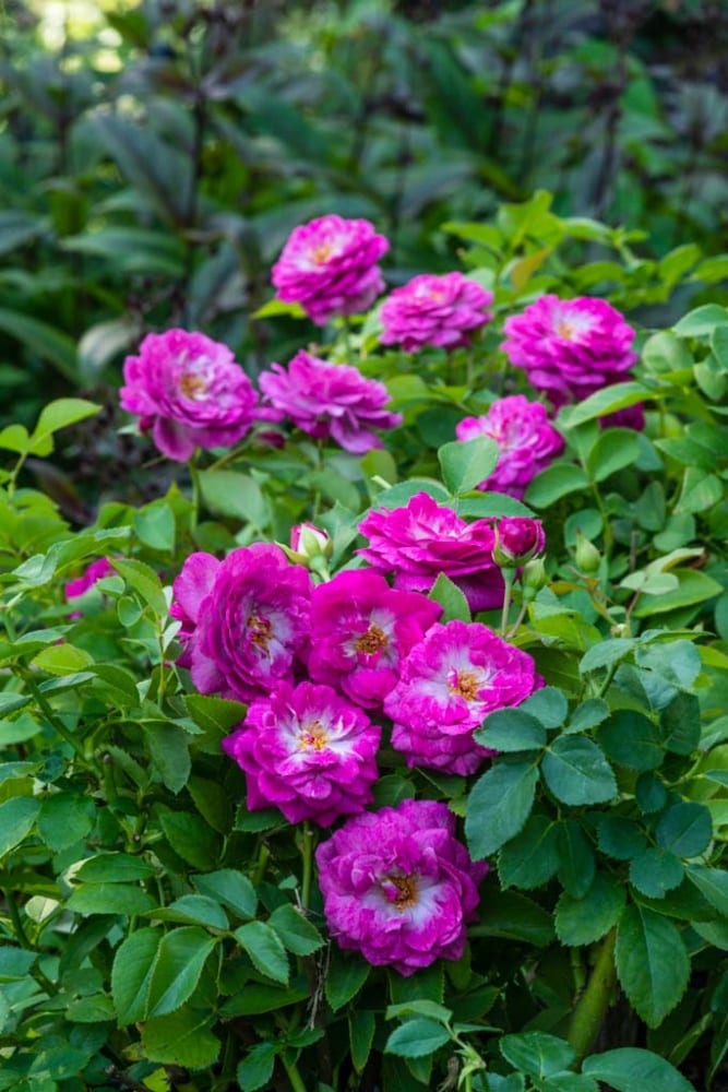Spring Hill Nurseries 60618 roses - View #3