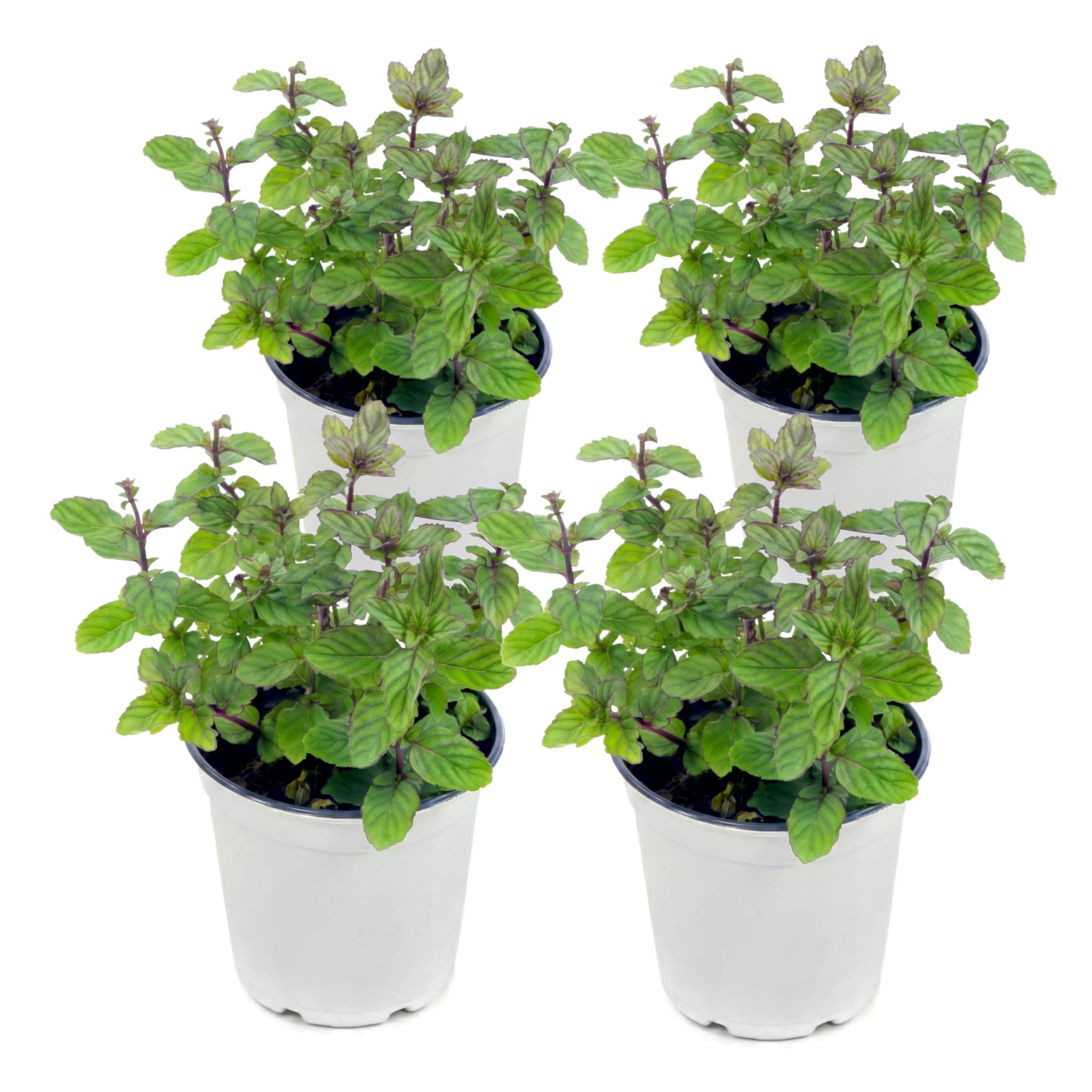 National Plant Network - 8 Pack Orange Mint Plant 8 -Pack
