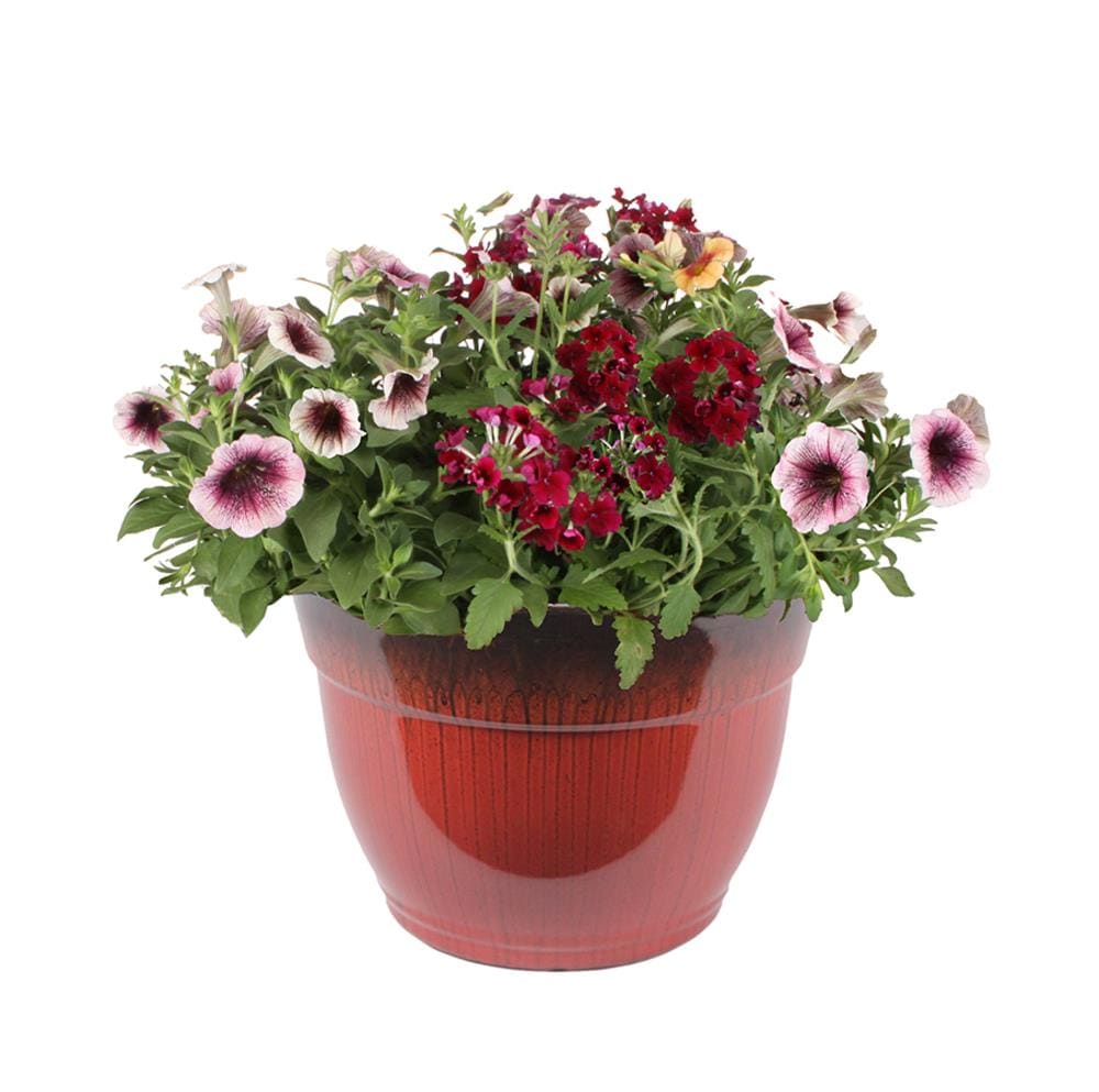 Lowe's NURSERY Multicolor Mixed Annuals Combinations in 1.5-Gallon Planter