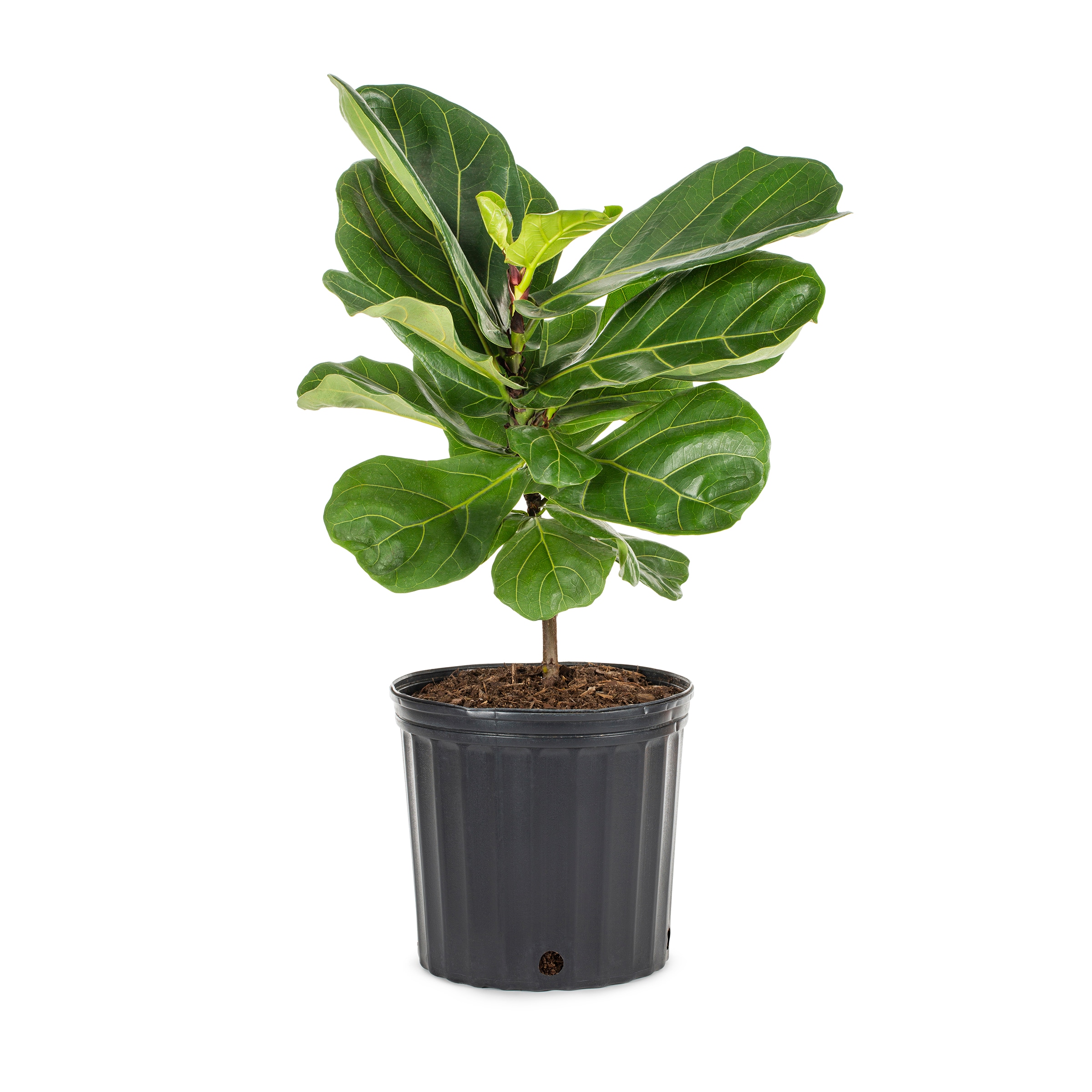 Lowe's Ficus House Plant in 1.4-Quart at Lowes.com