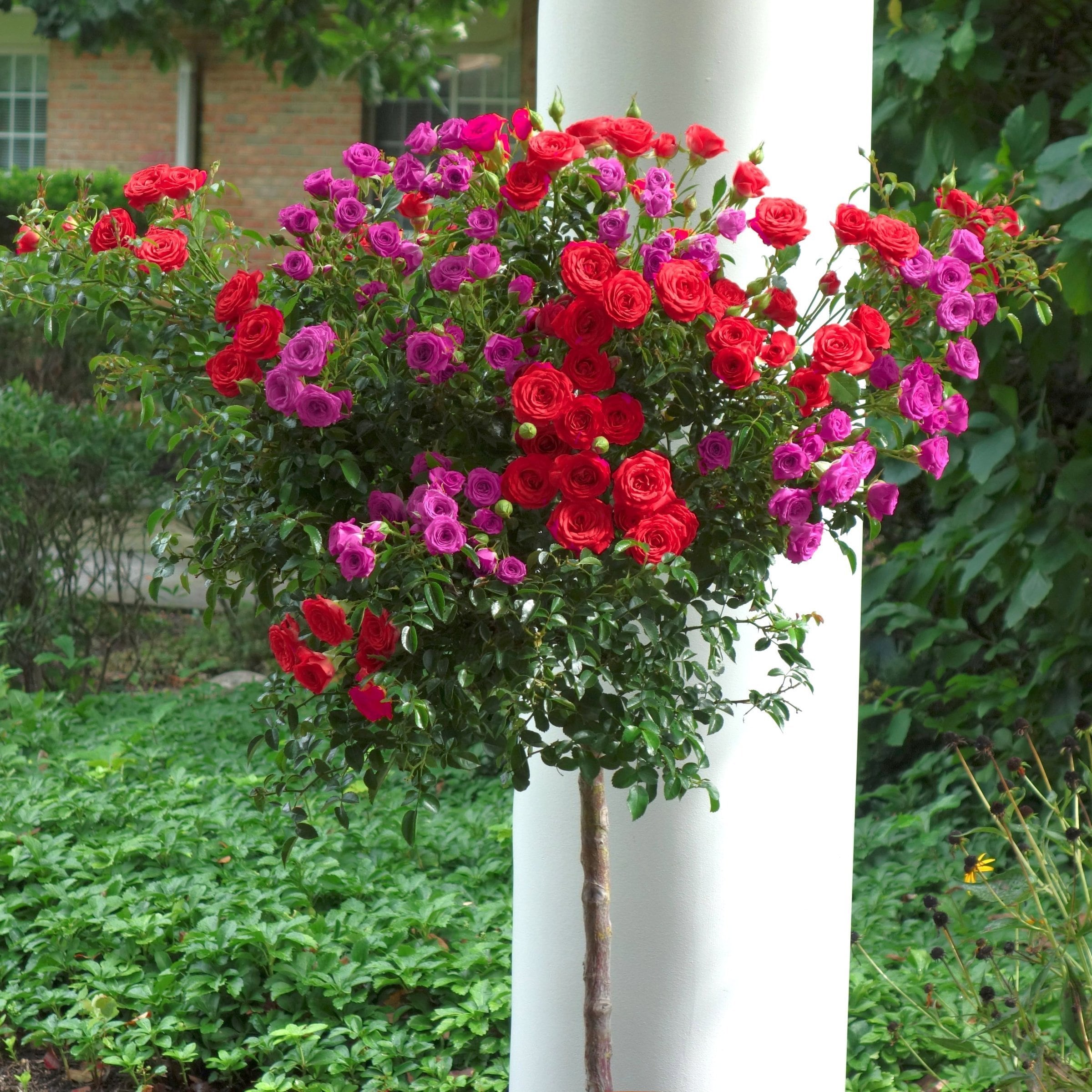 National Plant Network LW2579 roses - View #3