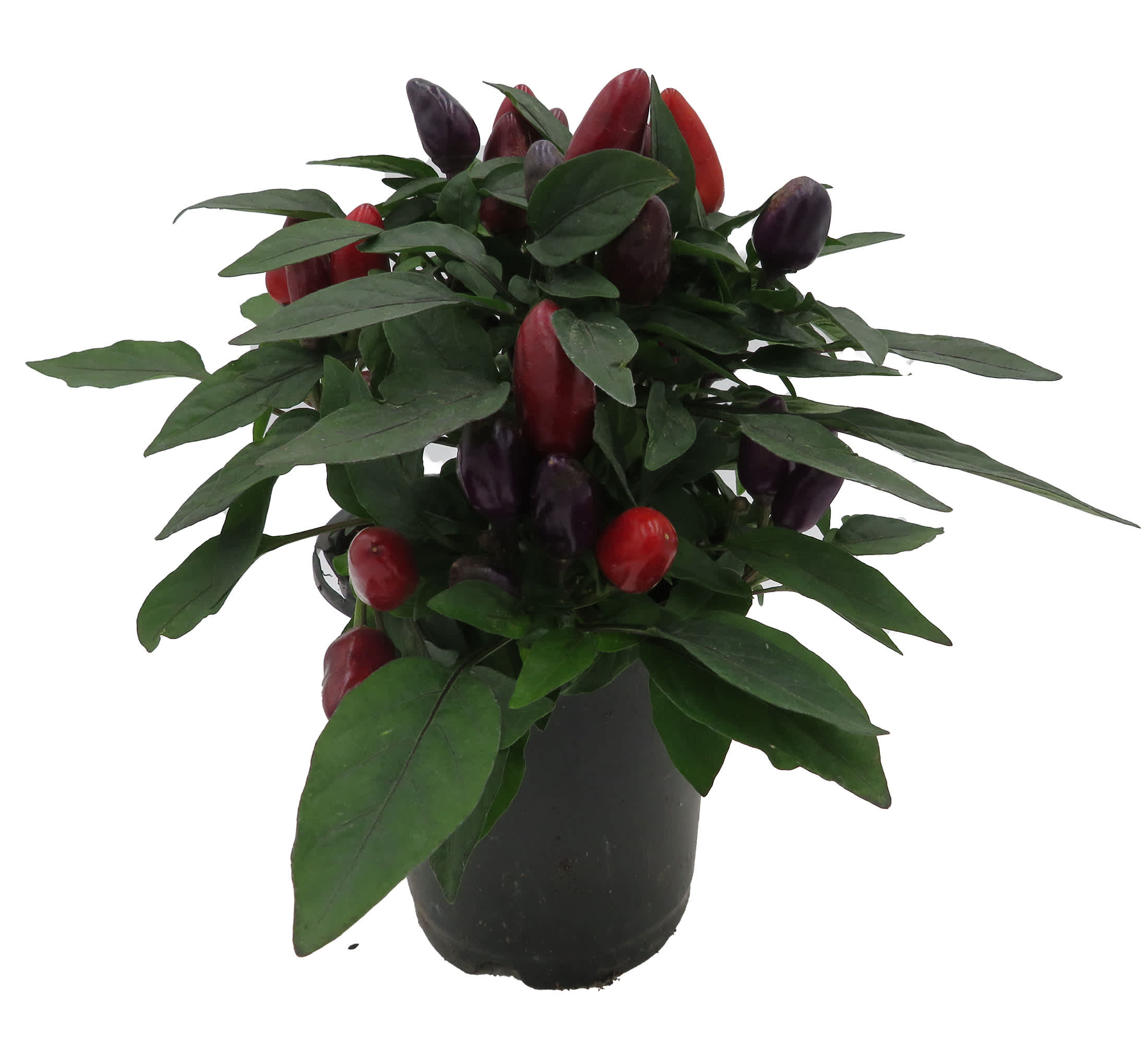 Hirt's Gardens NORTHGCORNAMPEP4 hseplants - View #2